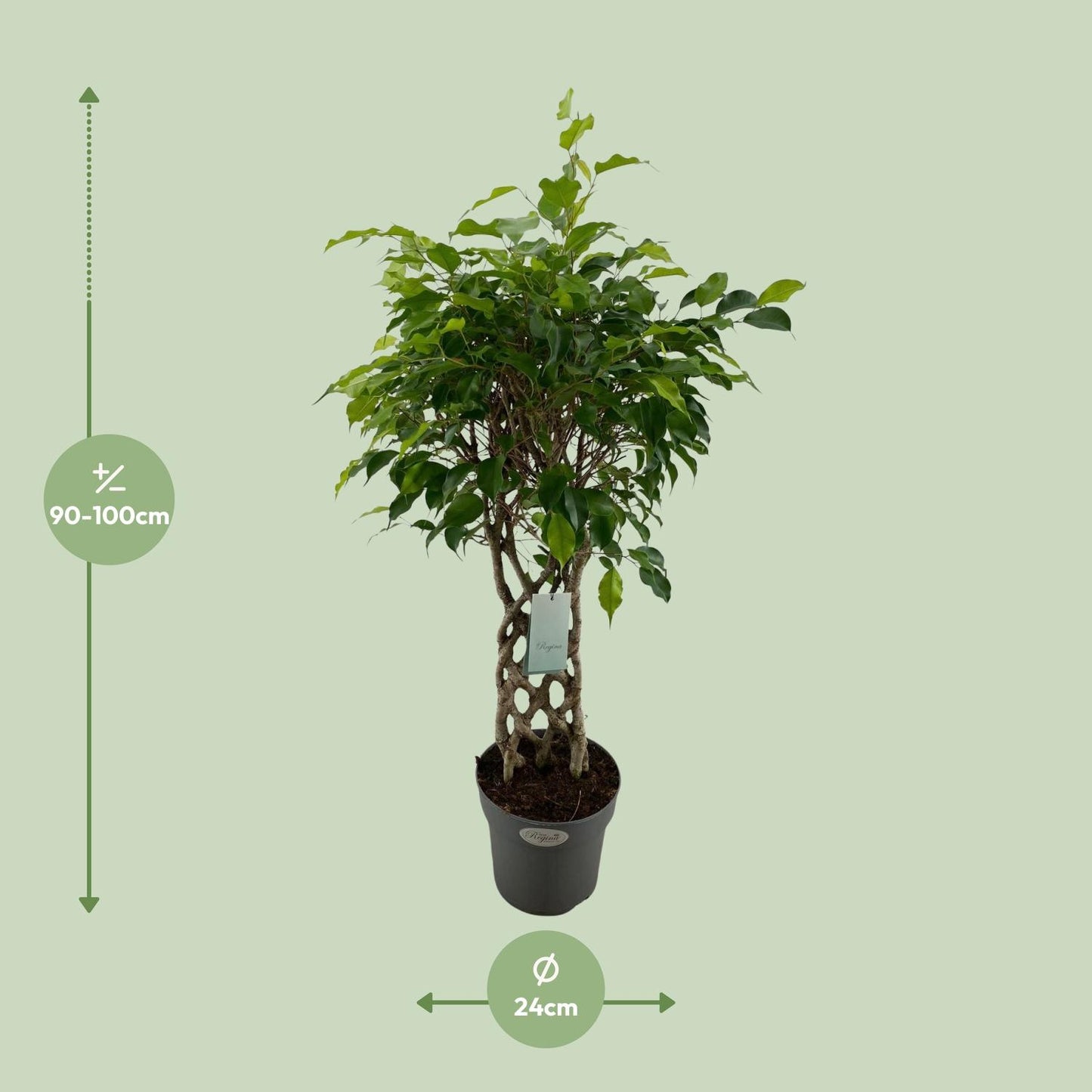 Ficus Benjamina Exotica matt - Ø24cm - ↕100cm - Pflanzfix24