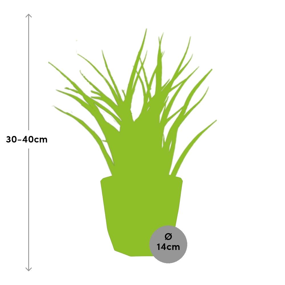 Sansevieria Fernwood Punk 14cm Pflanzfix24