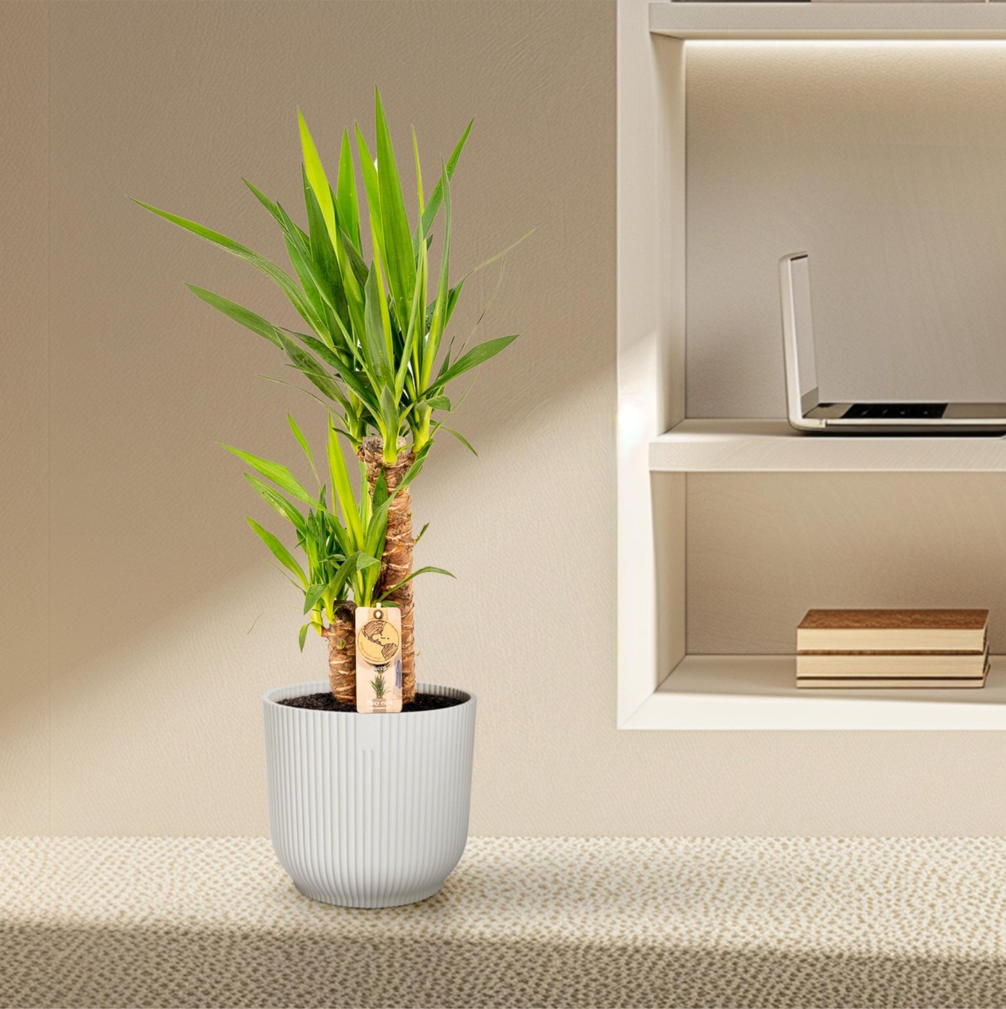 Yucca 90 cm – Ø17 cm – Pflanzfix24.de - Pflanzfix24.de