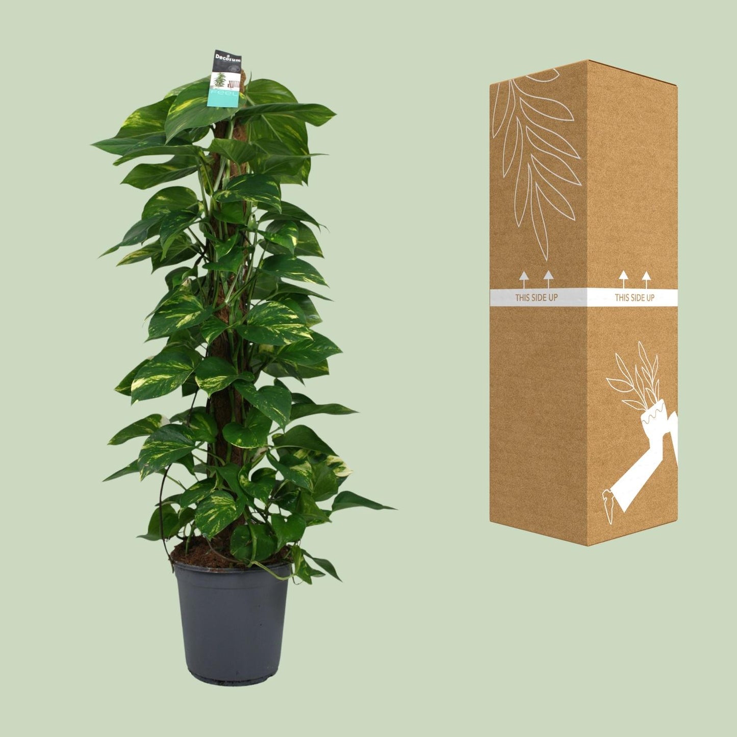 Scindapsus Epipremnum 24cm – Groß & Pflegeleicht | Pflanzfix24.de - Pflanzfix24.de
