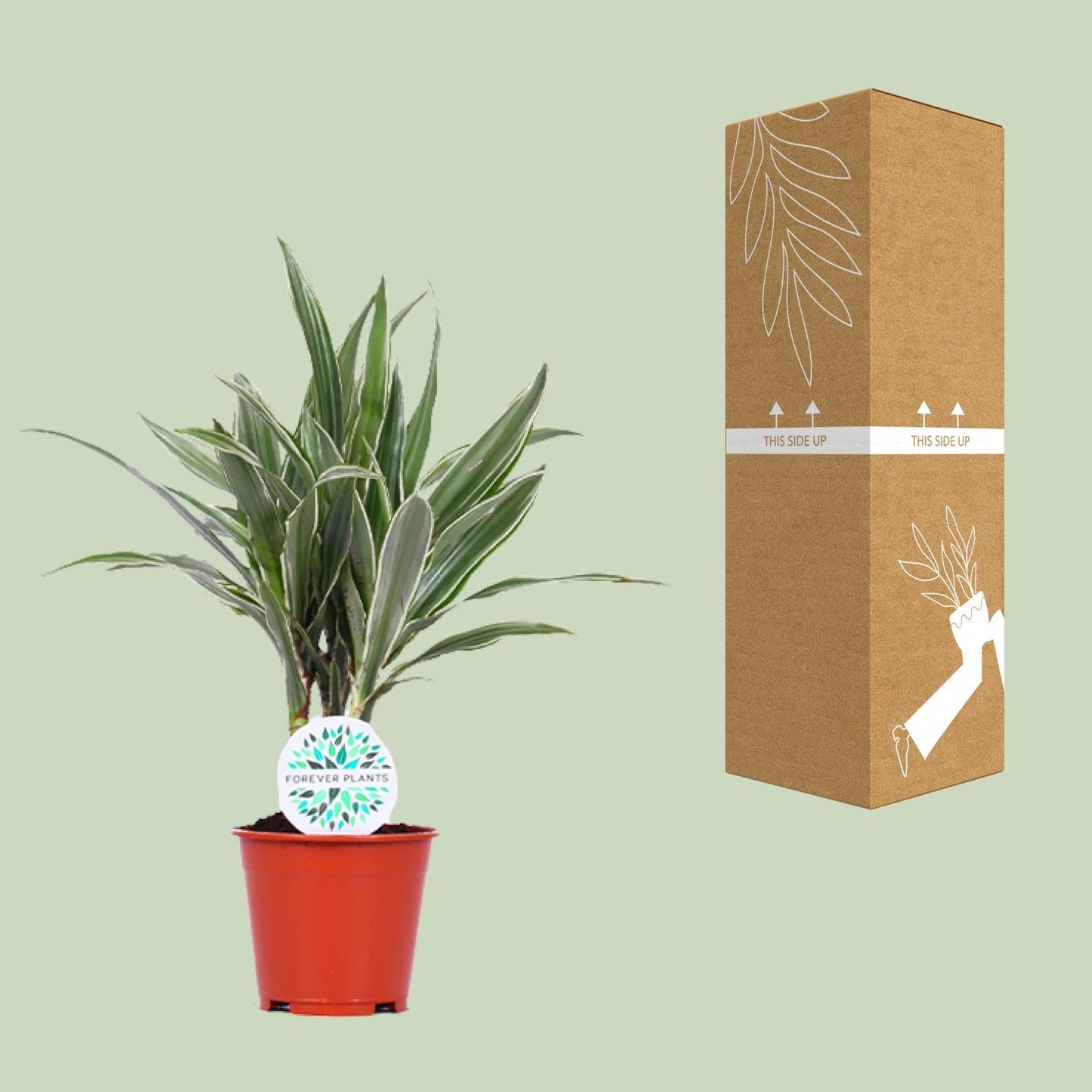 Dracaena Warneckei - Ø14cm - ↕55cm - Pflanzfix24