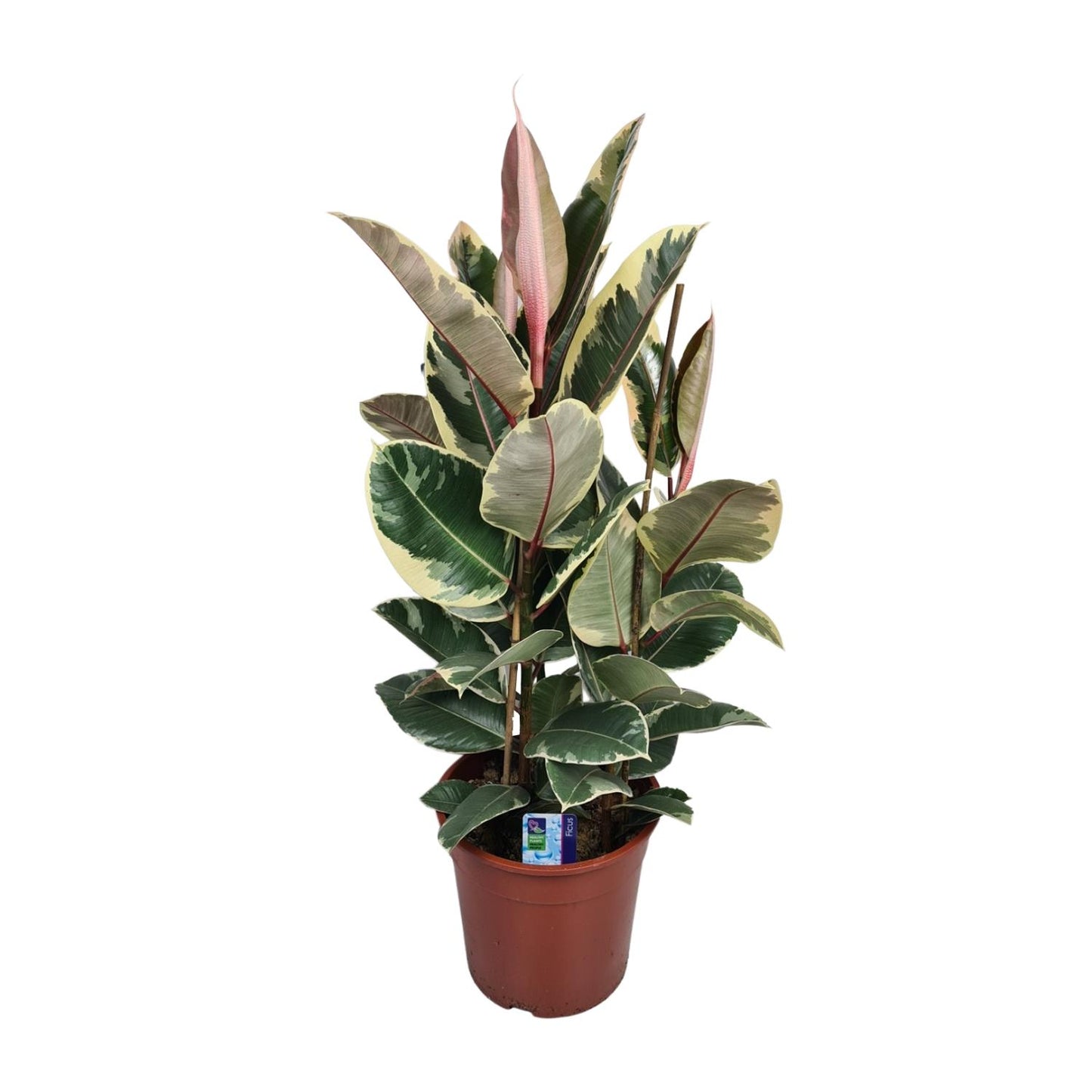 Ficus Elastica Tineke - Ø27cm - ↕85cm bei Pflanzfix24