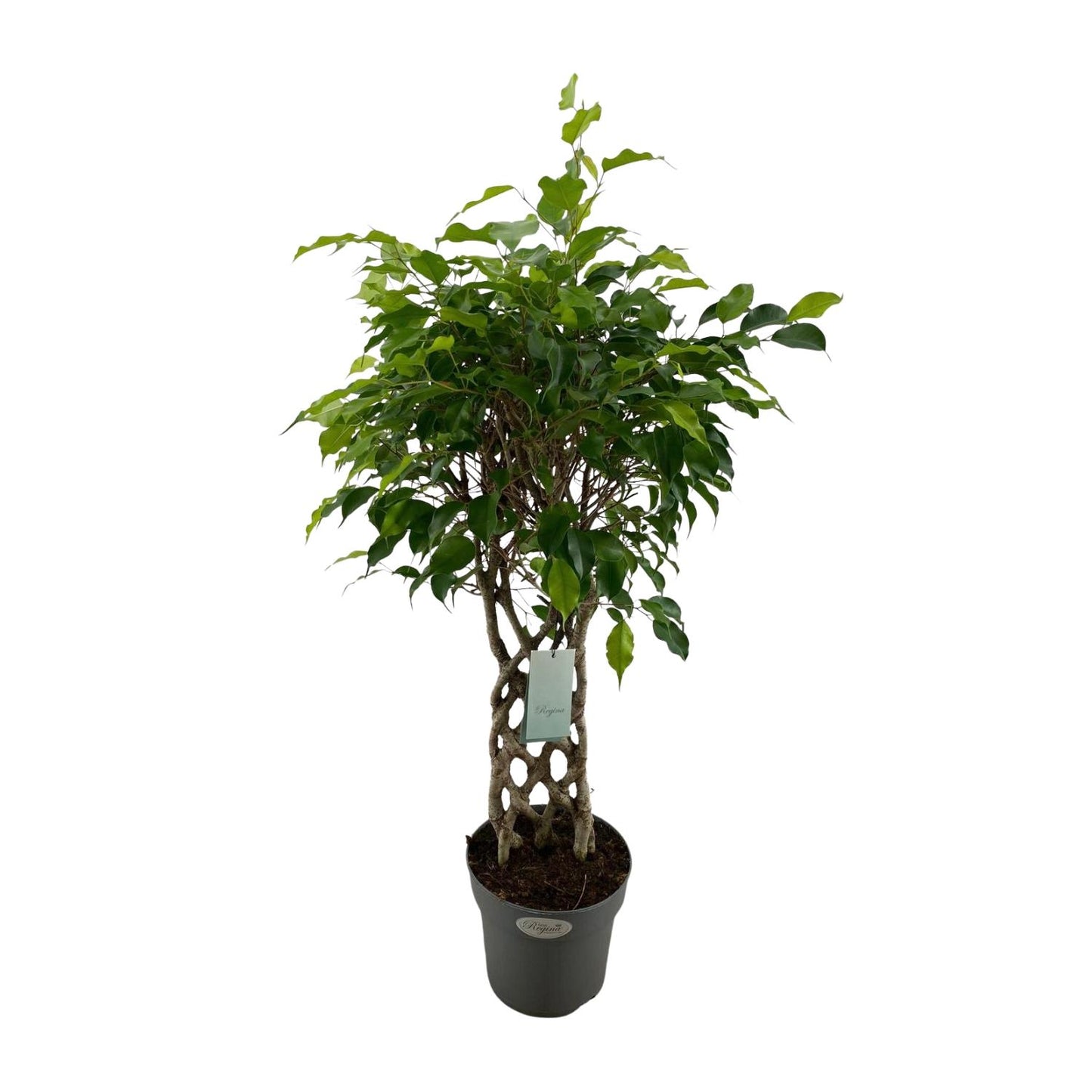 Ficus Benjamina Exotica matt - Ø24cm - ↕100cm - Pflanzfix24