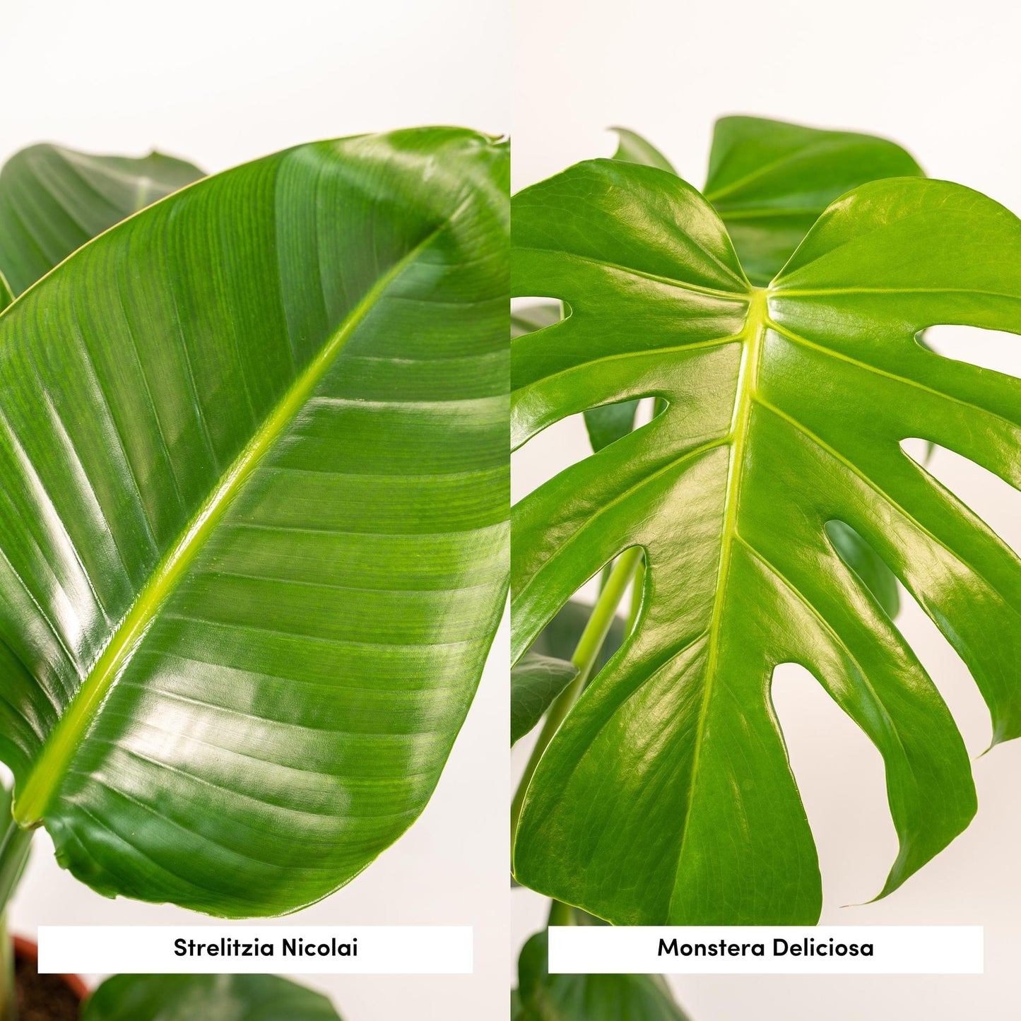 Strelitzia Nicolai & Monstera Deliciosa Set mit Korb Igmar - Pflanzfix24