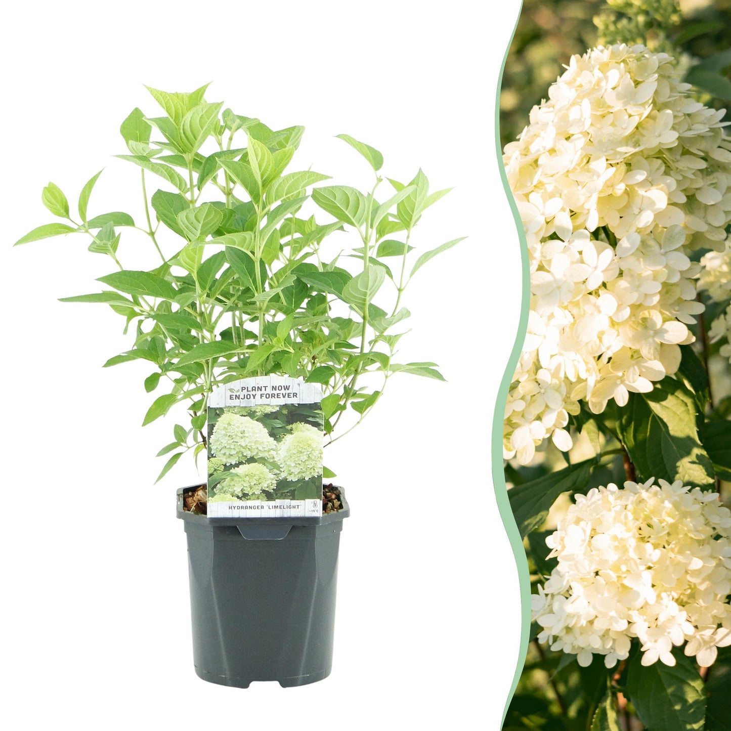 Pflanzfix24 - Rispenhortensie - Hydrangea panniculata Limelight - Blüten Creme Weiß - 1 Pflanze - Laubabwerfend - Topf 17cm Höhe 50cm
