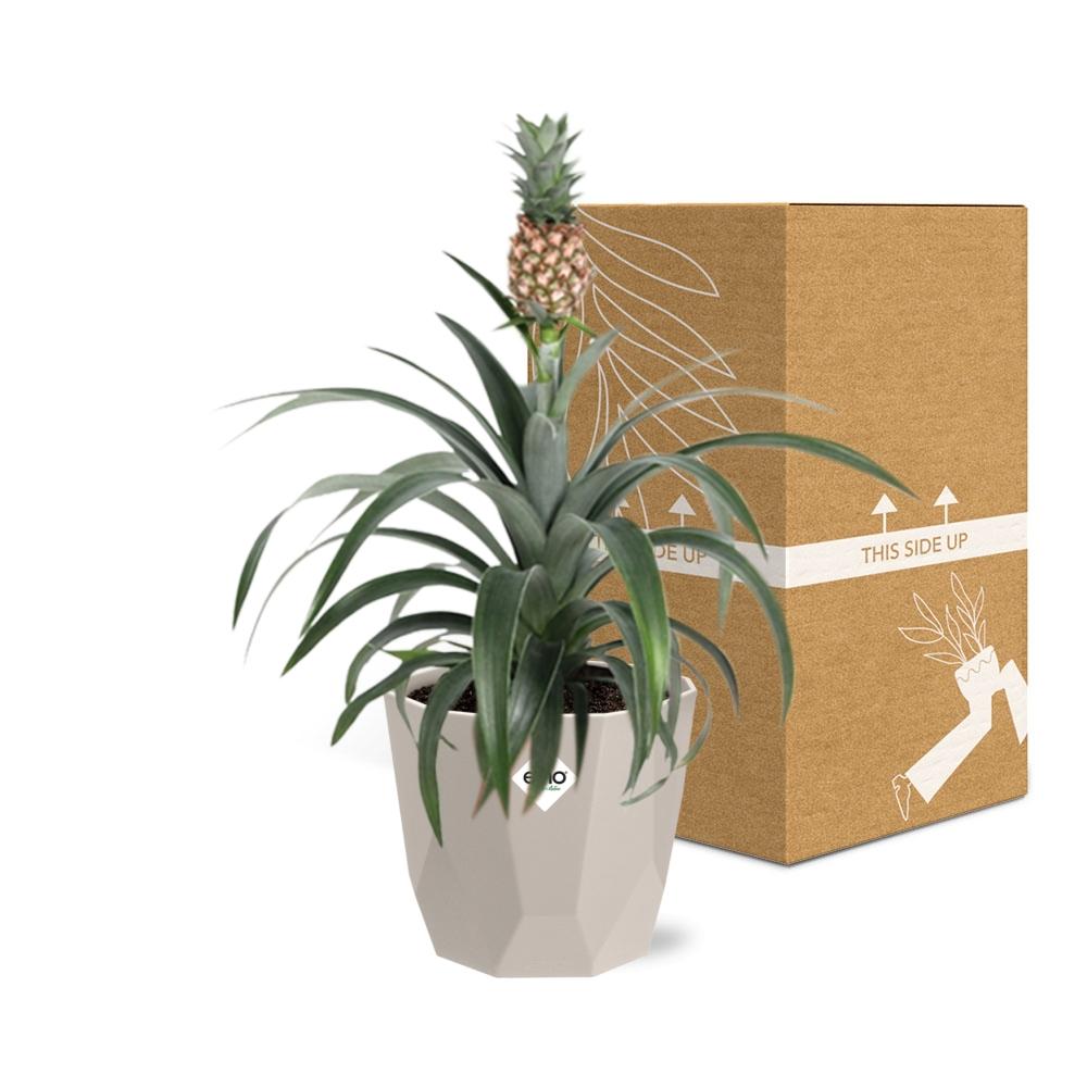 Ananas Mi Amigo in ELHO b.for rock 14 cm warm grey - Pflanzfix24