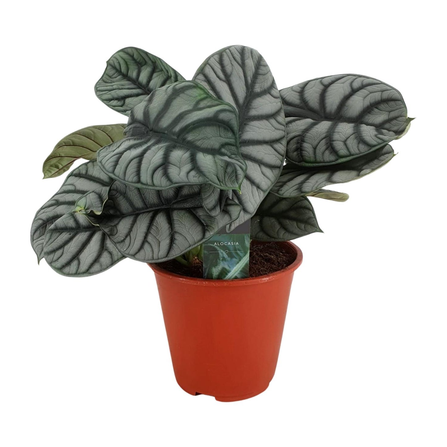 Alocasia Silver Dragon - Ø19cm - ↕45cm von Pflanzfix24