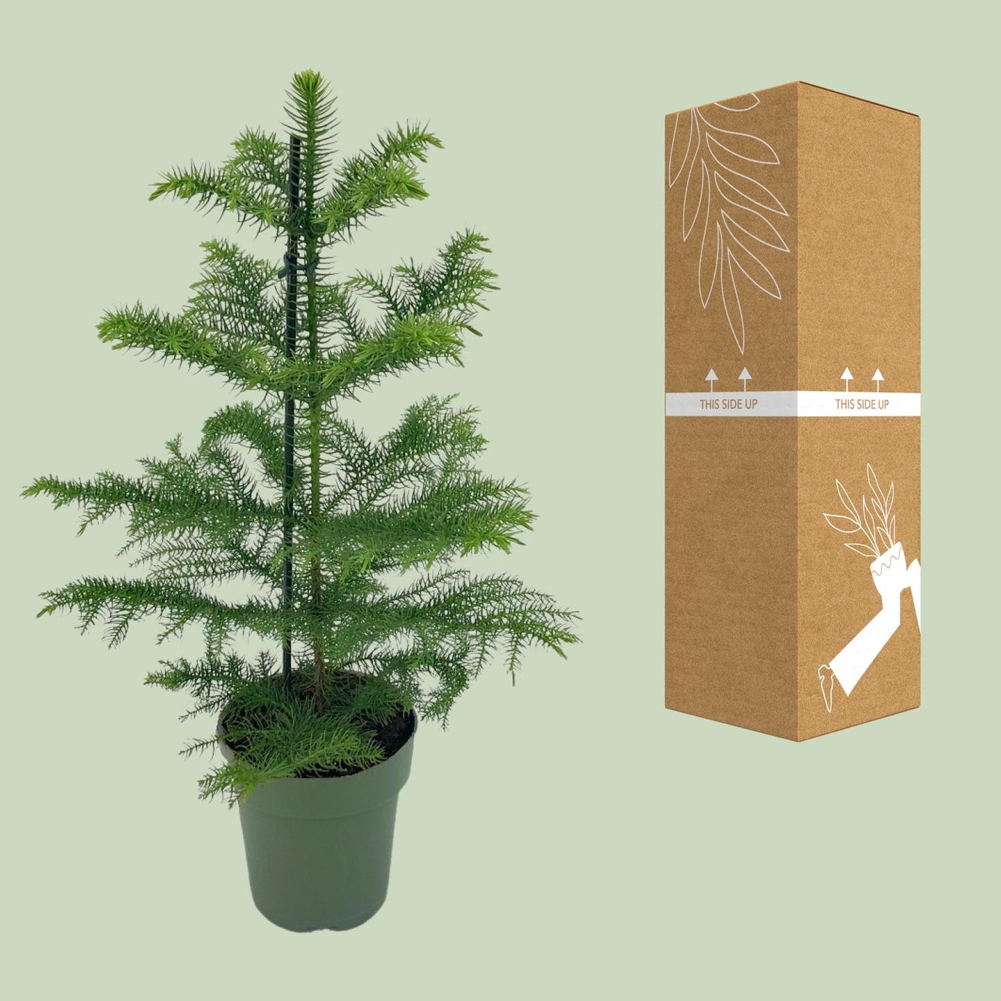 Araucaria Heterophylla - Ø14cm - ↕40cm - Pflanzfix24