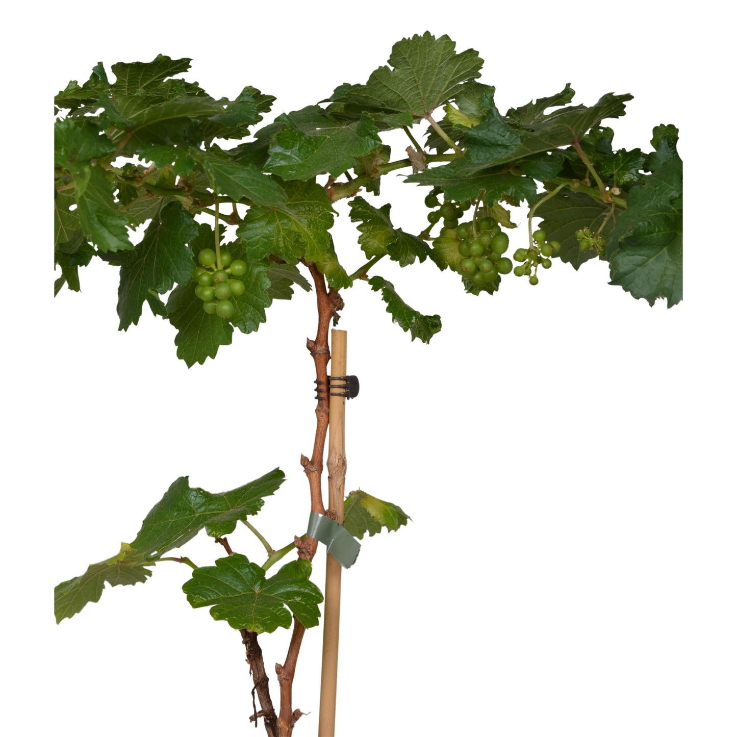 Vitis Pixie Riesling – Zwergweinrebe | Pflanzfix24.de - Pflanzfix24.de