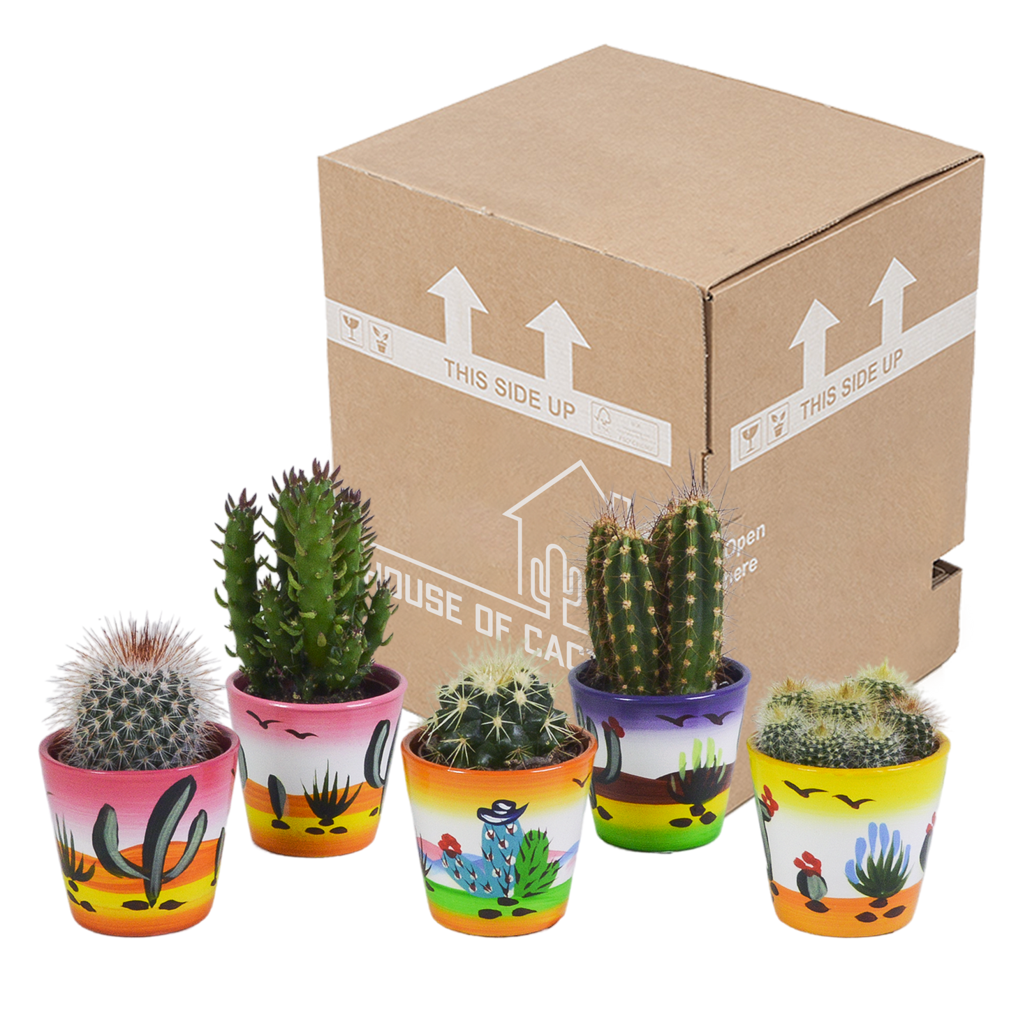 Kakteenmischung 5,5 cm - 5x - in Mexicaanse pot - Pflanzfix24.de - Pflanzfix24.de
