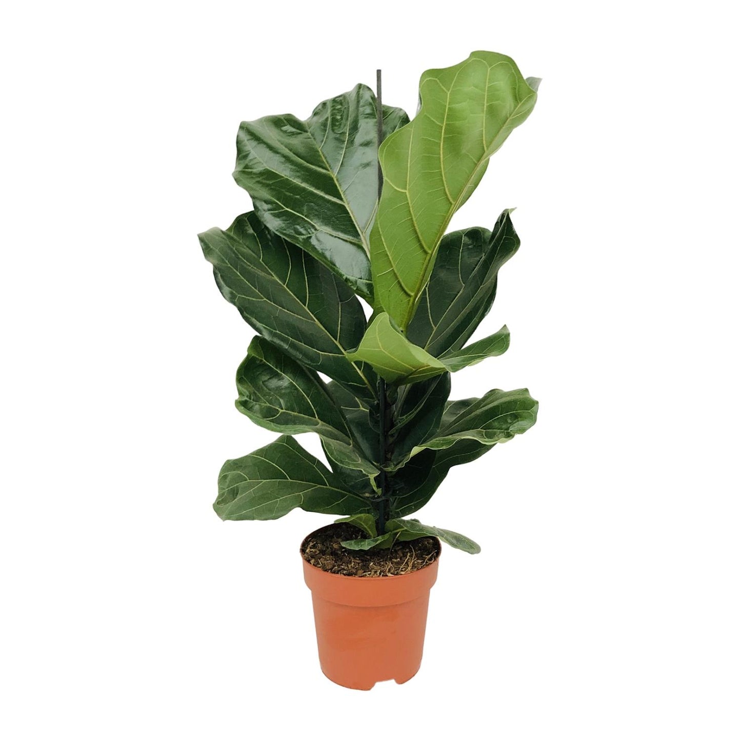 Ficus Lyrata - Ø17cm - ↕75cm - Pflanzfix24.de - Pflanzfix24.de