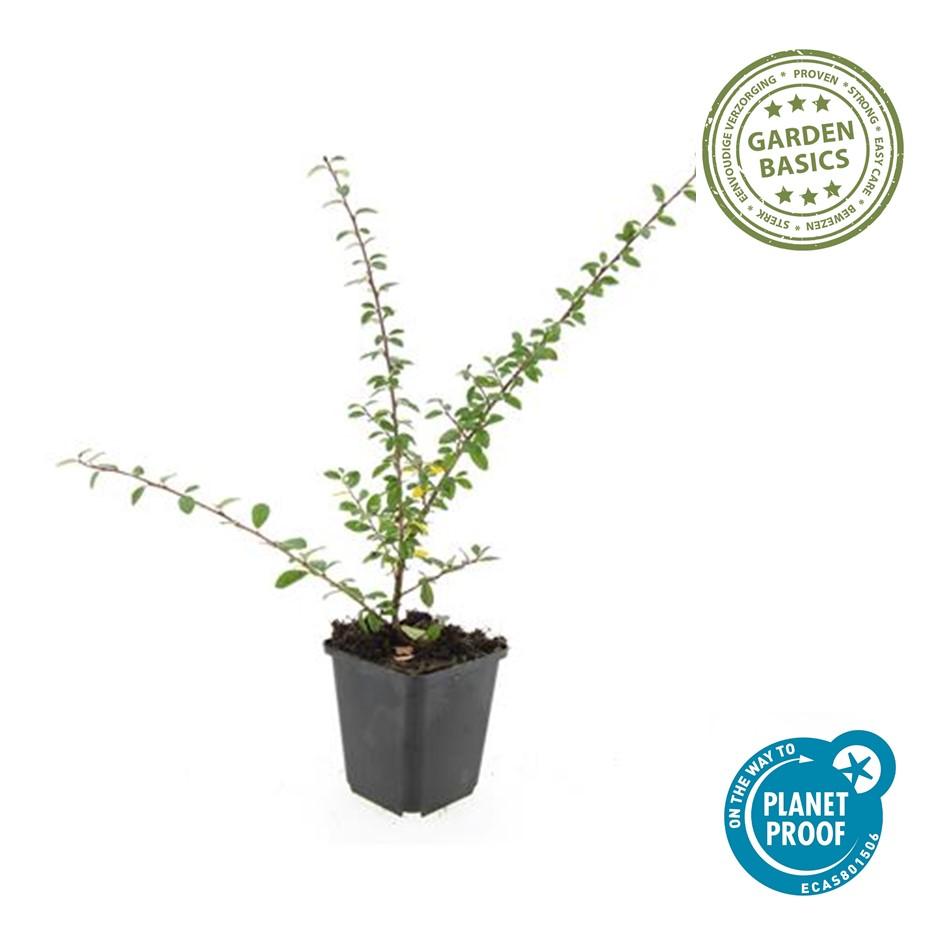 20x Cotoneaster 'Coral Beauty' von Pflanzfix24.de - ↕10-25cm - Ø9cm - Pflanzfix24.de