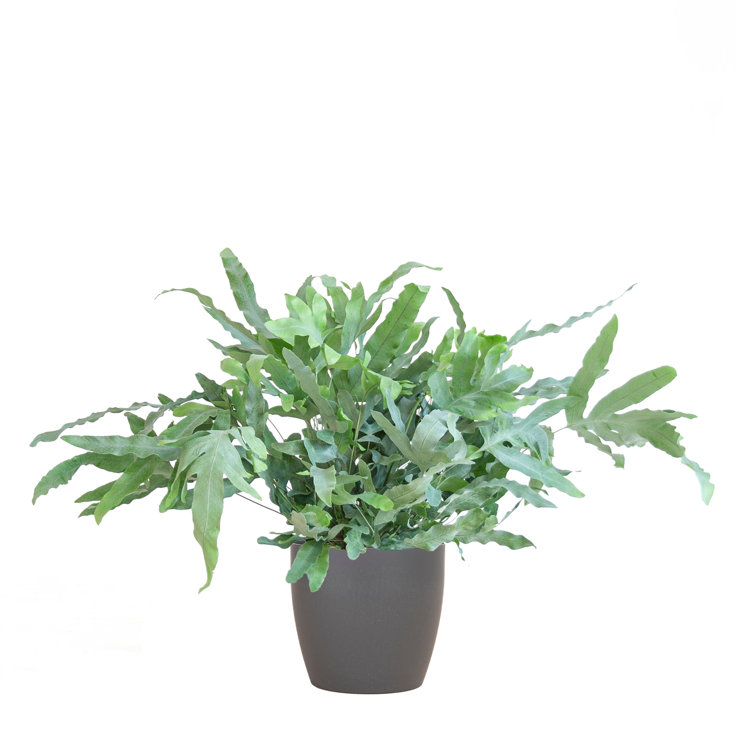 Phlebodium Aureum 'Blue Star' - 40cm - Ø17 - Pflanzfix24