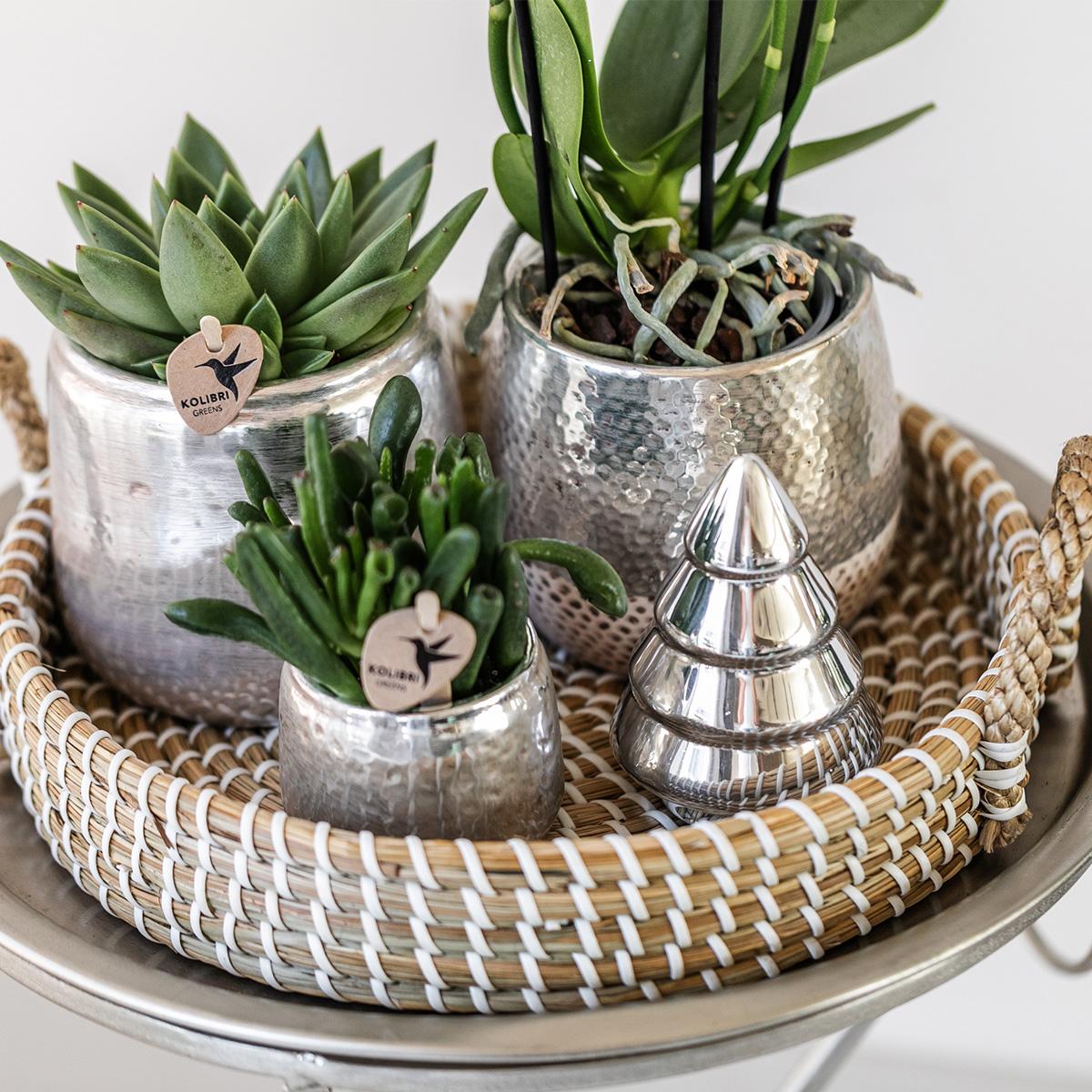 Elite Silver Pot Ø9cm – Pflanzfix24.de - Pflanzfix24.de