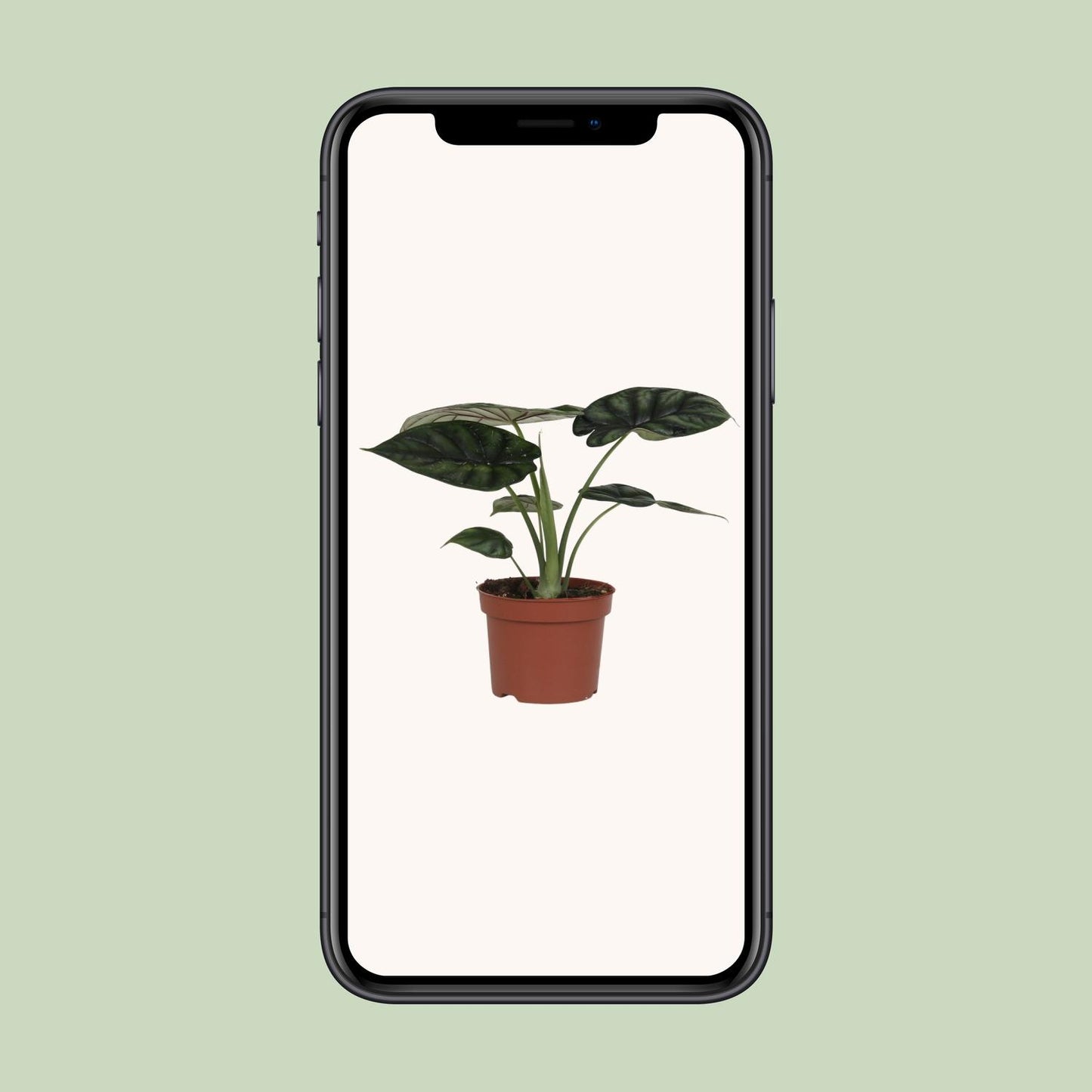 Alocasia Dragon Scale - Ø17cm - ↕35cm bei Pflanzfix24
