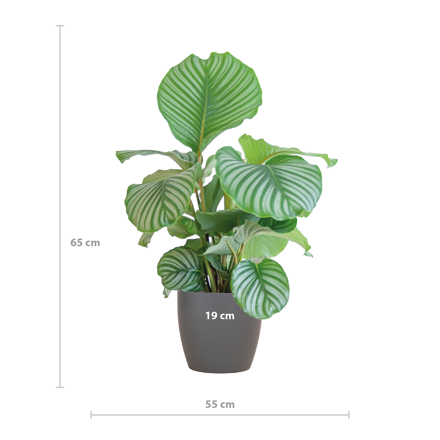 Calathea Orbifolia mit Viber grau - 65cm - Ø21 - Pflanzfix24.de - Pflanzfix24.de