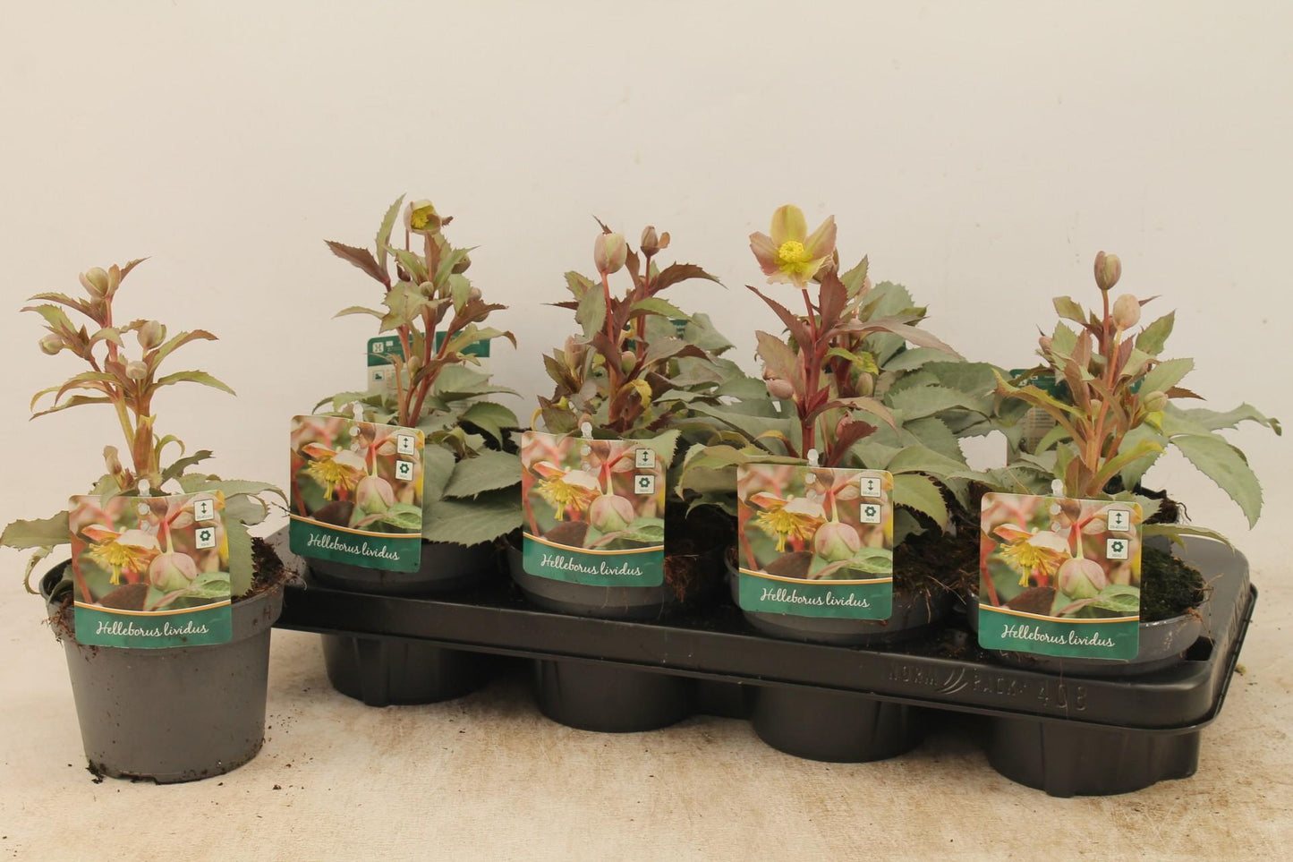 Helleborus Sternii - Ø13cm - ↕25cm - Pflanzfix24