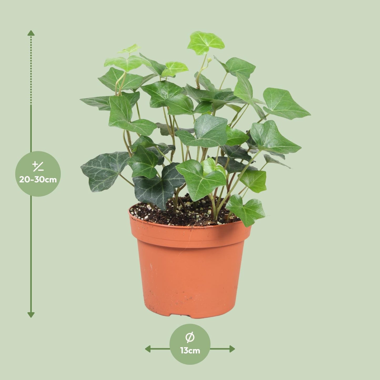 Hedera Hibernica - Ø13cm - ↕30cm by Pflanzfix24