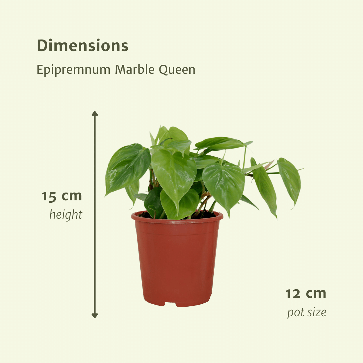 2x Philodendron Scandens - 5cm - ø12 bei Pflanzfix24.de - Pflanzfix24.de