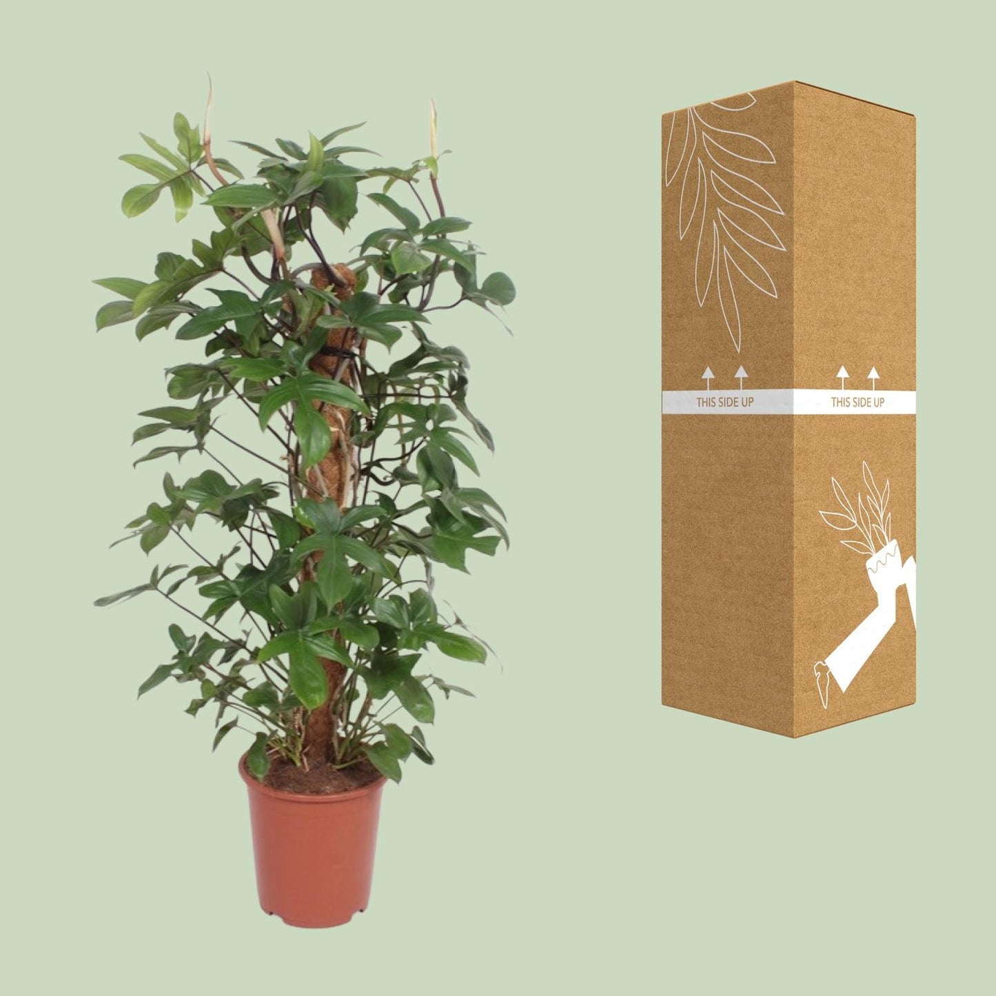 Philodendron Pedatum - Ø27cm - ↕130cm - Pflanzfix24.de - Pflanzfix24.de