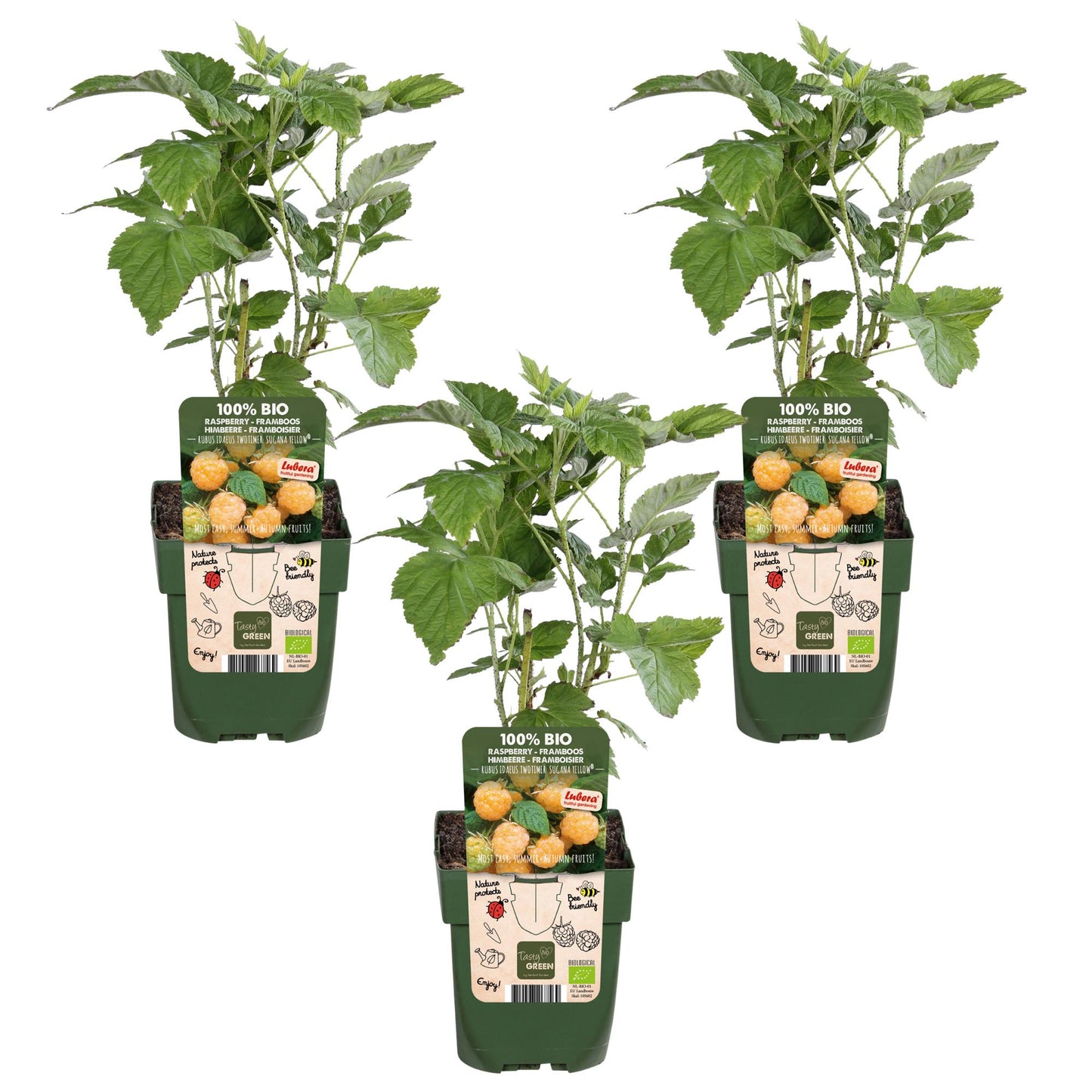Rubus id. Twotimer 'Sugana Yellow' - Set of 3 - Pflanzfix24