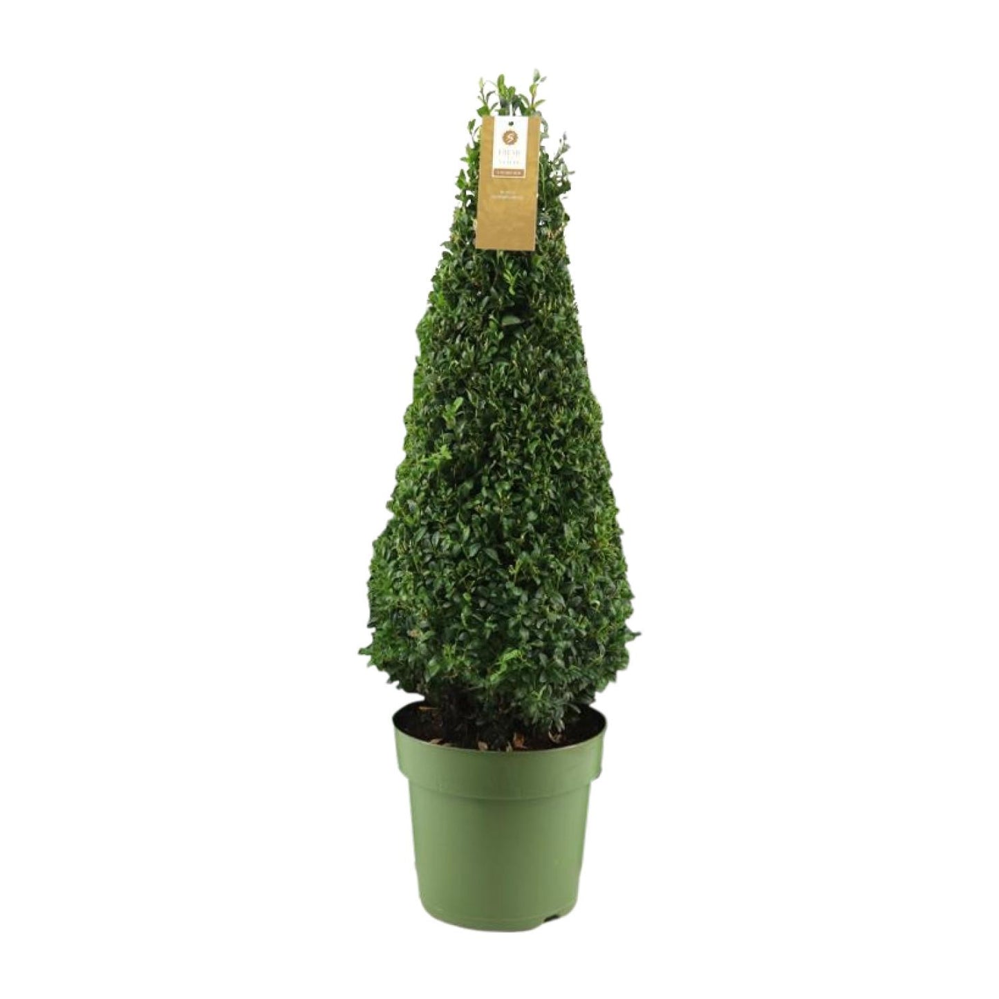 Buxus Semp. Pyramid 55cm P21 - Ø21cm - ↕75cm bei Pflanzfix24