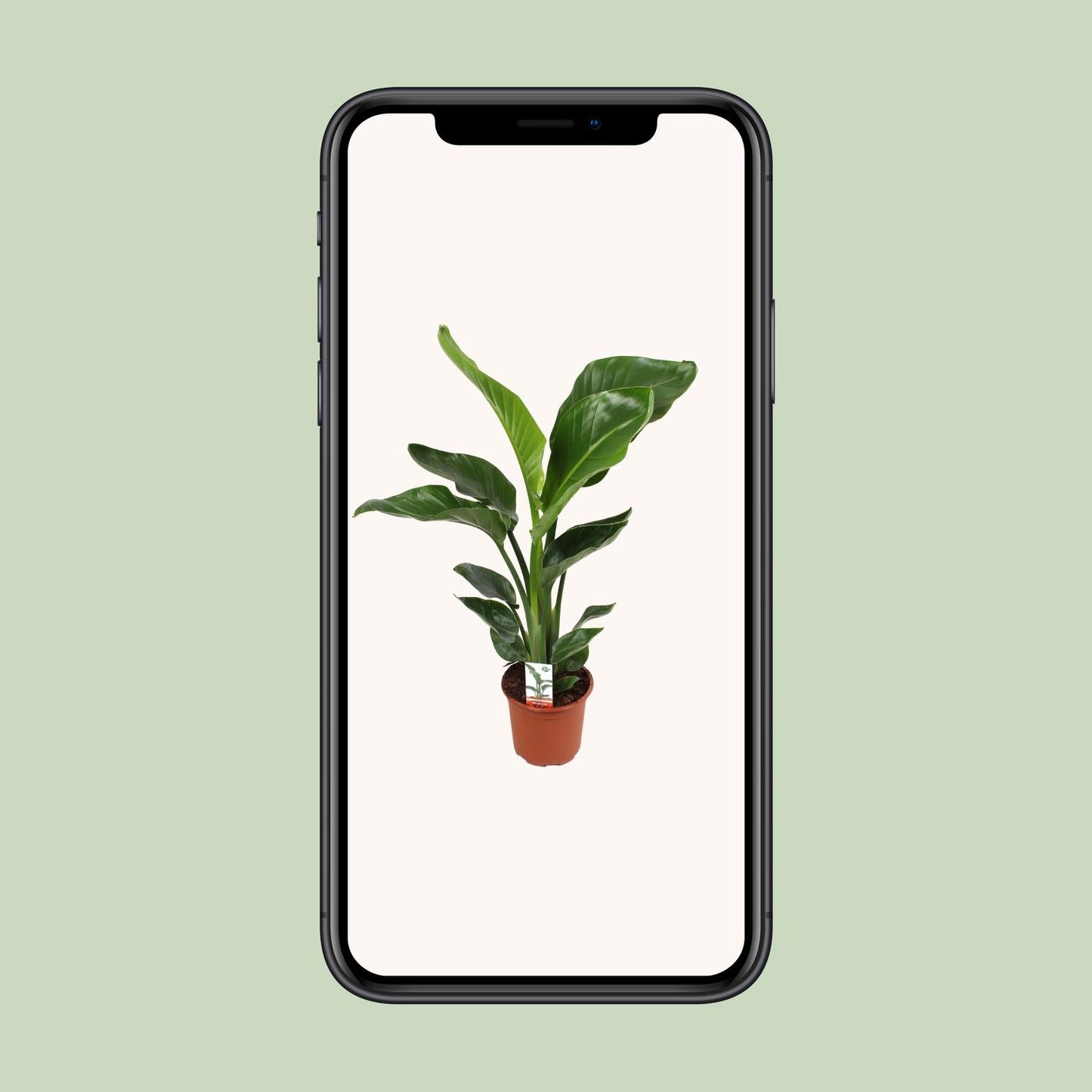 Strelitzia Nicolai Ø17cm Zimmerpflanze – pflanzfix24