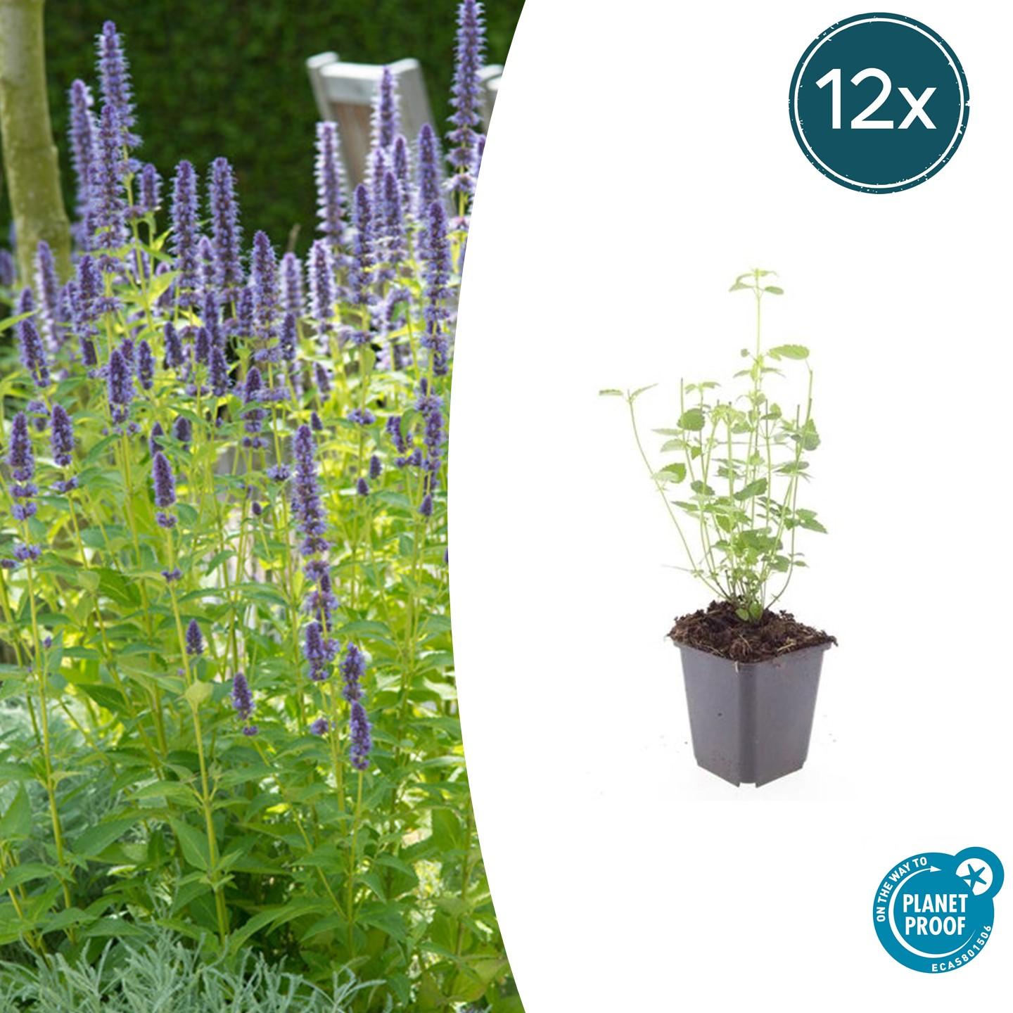 12x Agastache 'Black Adder' – Duftstaude – Pflanzfix24.de - Pflanzfix24.de