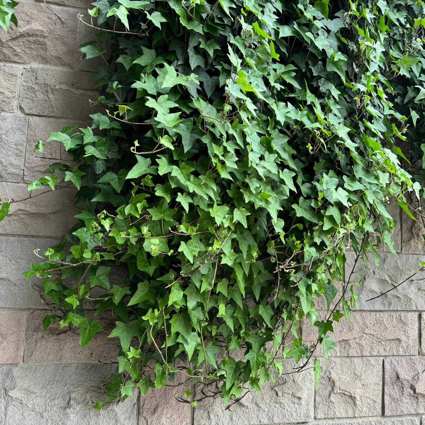 GreenboutiQ - Kletterpflanzen Rainbow - Clematis montana Rubens Hedera helix lonicera Goldflame Campsis madame Galen - Ganzjährig Farbe - 4 Pflanzen - Topf 11cm Höhe 40cm - Pflanzfix24.de