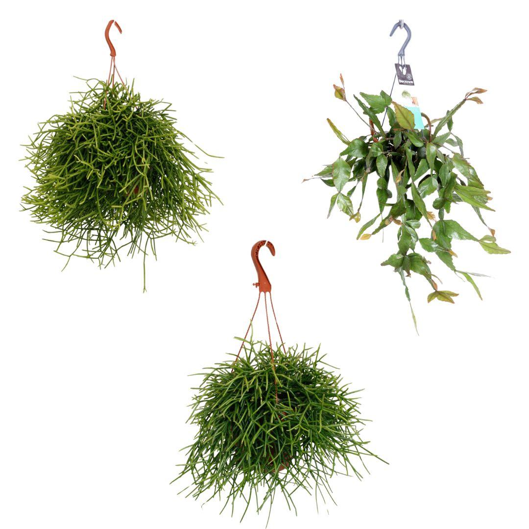 Rhipsalis hangmix - 3 stuks - potmaat 17cm - hoogte 25/45cm - Pflanzfix24