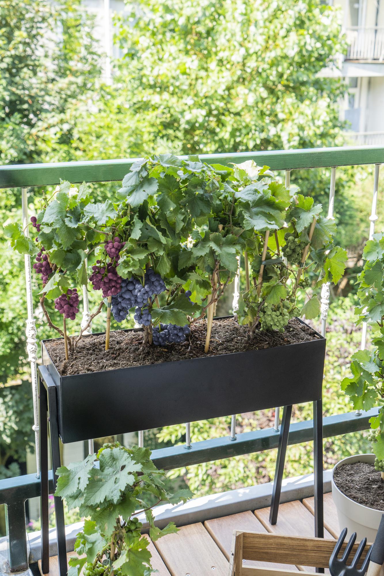 Vitis Pixie Pinot Noir Ø21 cm – Zwergweinrebe | Pflanzfix24