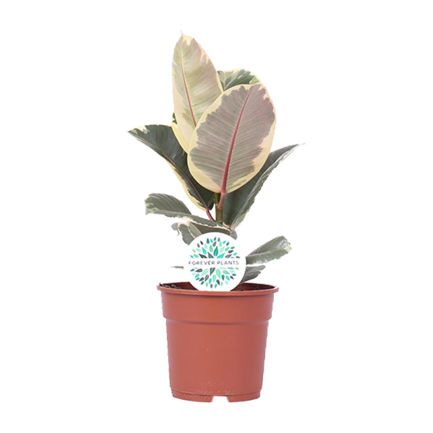 Ficus Elastica Tineke - Ø17cm - ↕50cm - Pflanzfix24.de - Pflanzfix24.de