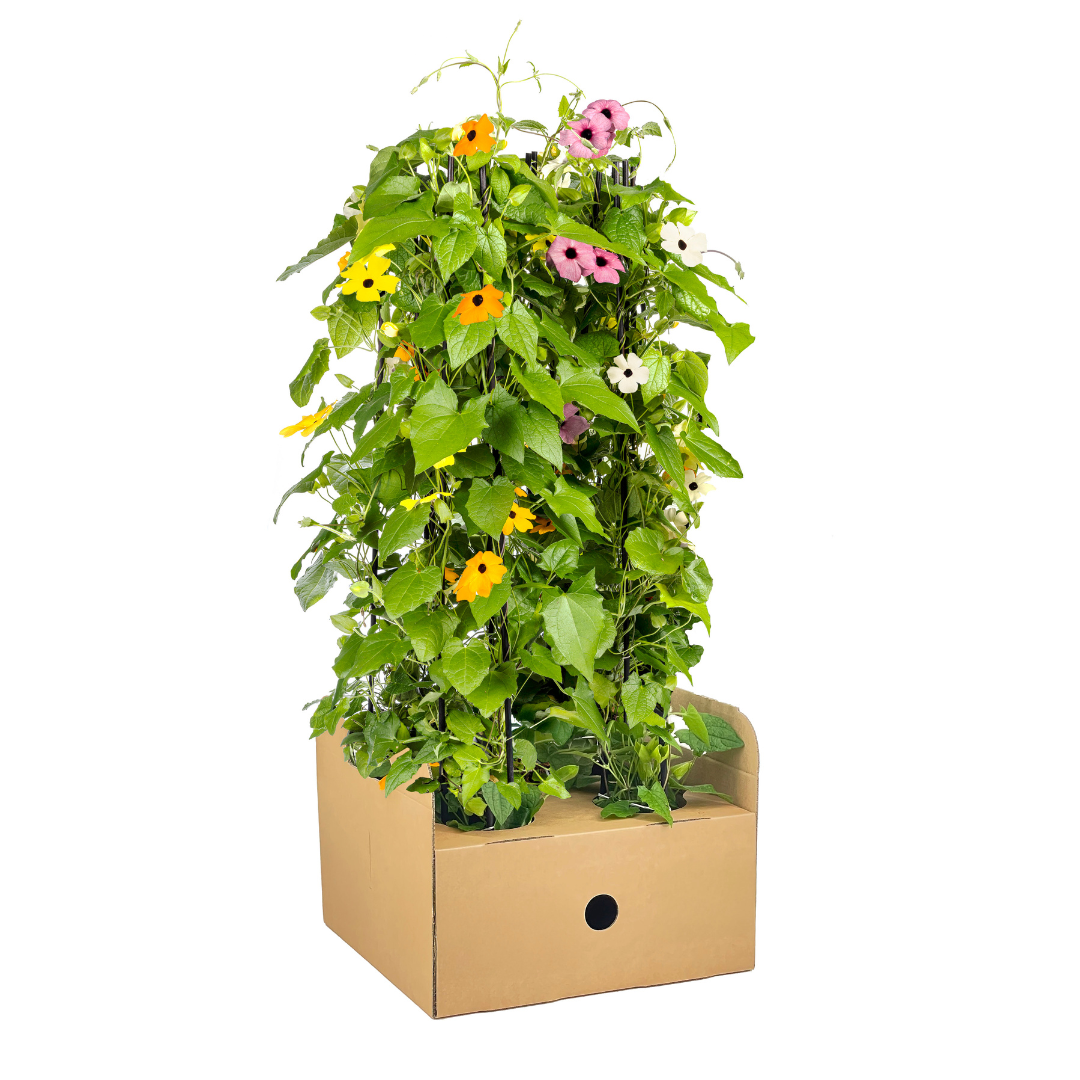 4x Thunbergia alata Sunny Susy Mix Ø13 cm - ↕60 cm - Pflanzfix24