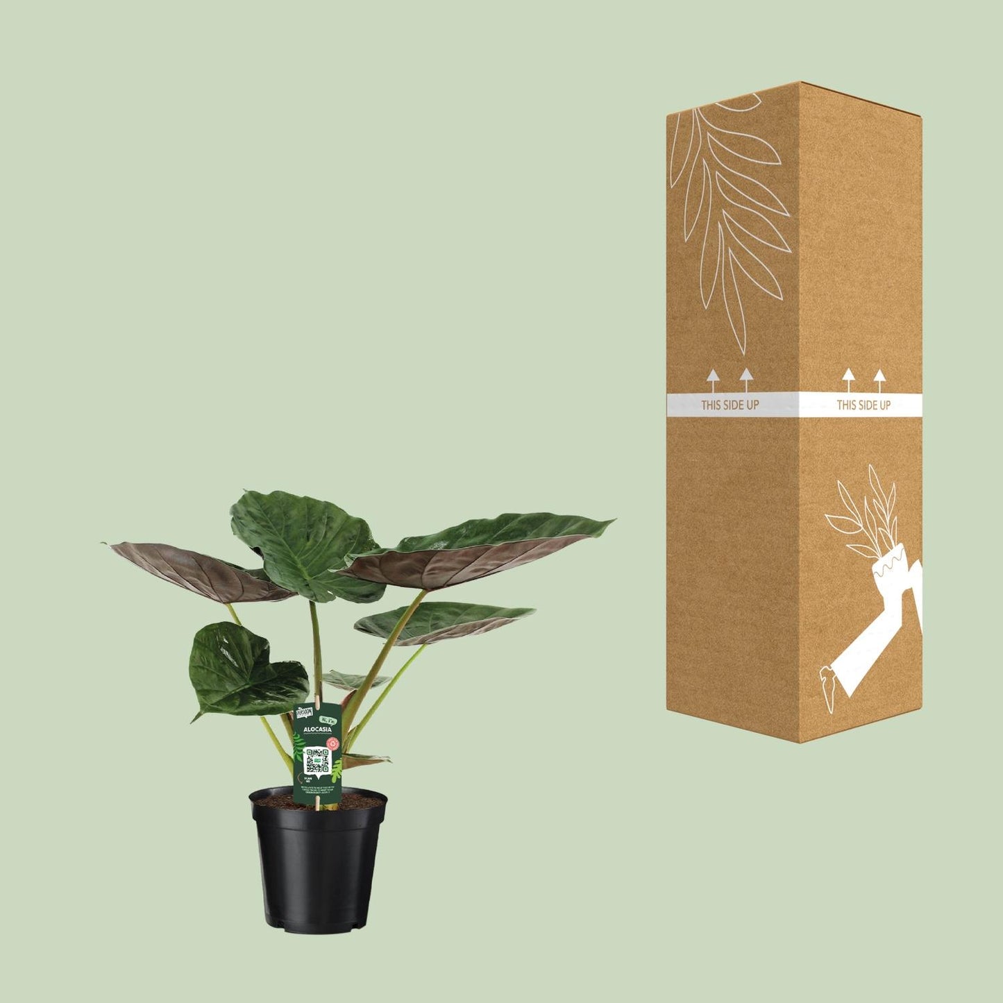 Alocasia Wentii - Elefantenohr - Ø19cm - ↕70cm - Pflanzfix24.de - Pflanzfix24.de