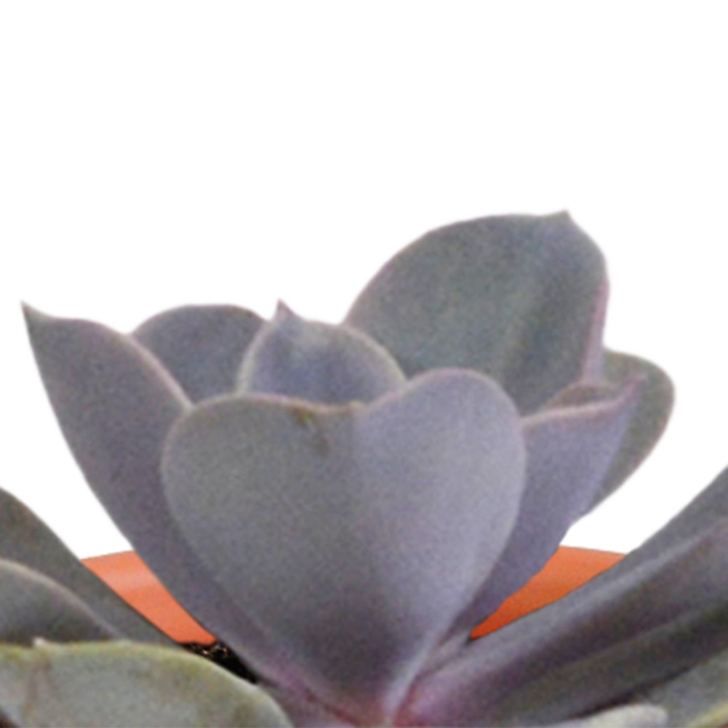 Cactus en vetplanten Mischung 5,5 cm | 15 stück - in Mexicaanse pot - Pflanzfix24.de - Pflanzfix24.de