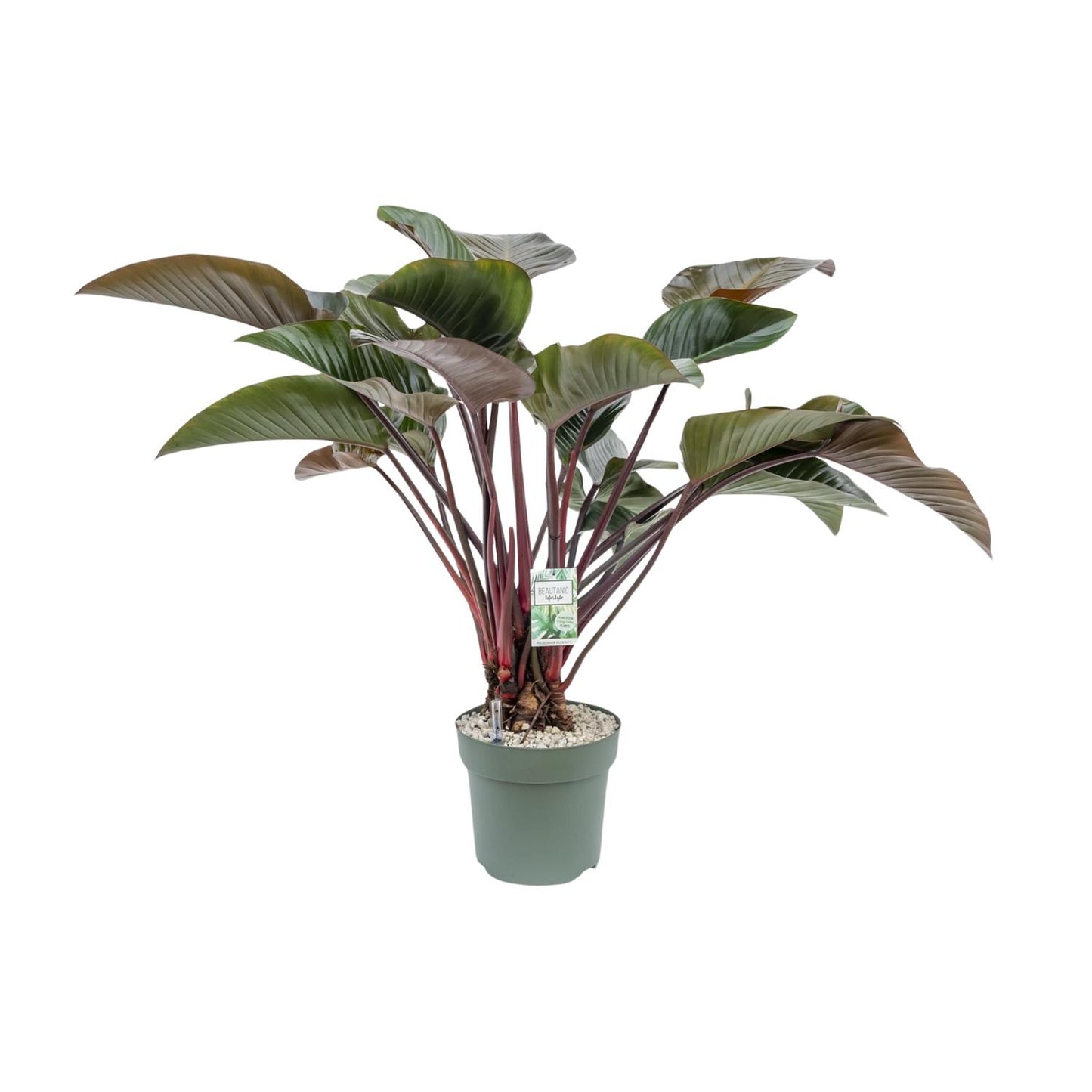 Philodendron Red Beauty - Ø30cm - ↕110cm - Pflanzfix24