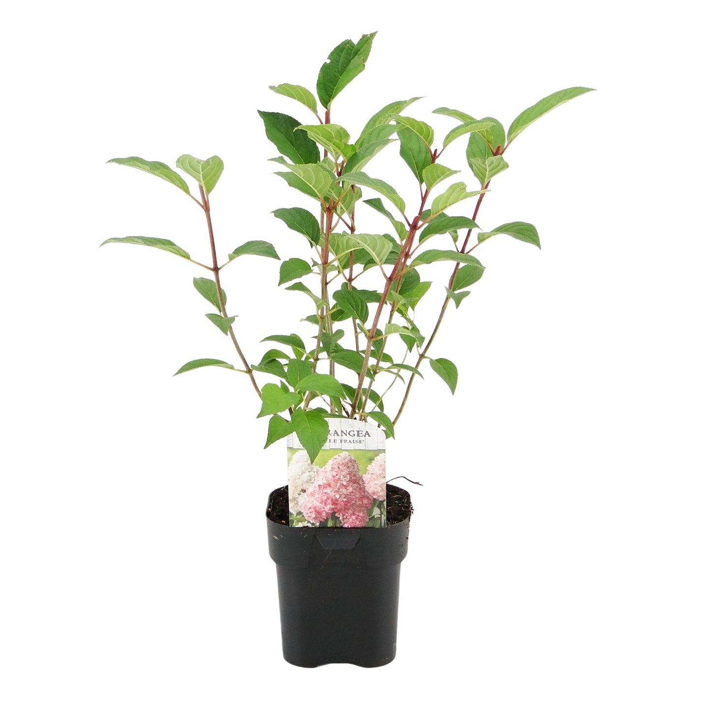 Pflanzfix24 - Rispenhortensie - Hydrangea panniculata Vanille Fraise - 1 Pflanze - Topf 17cm