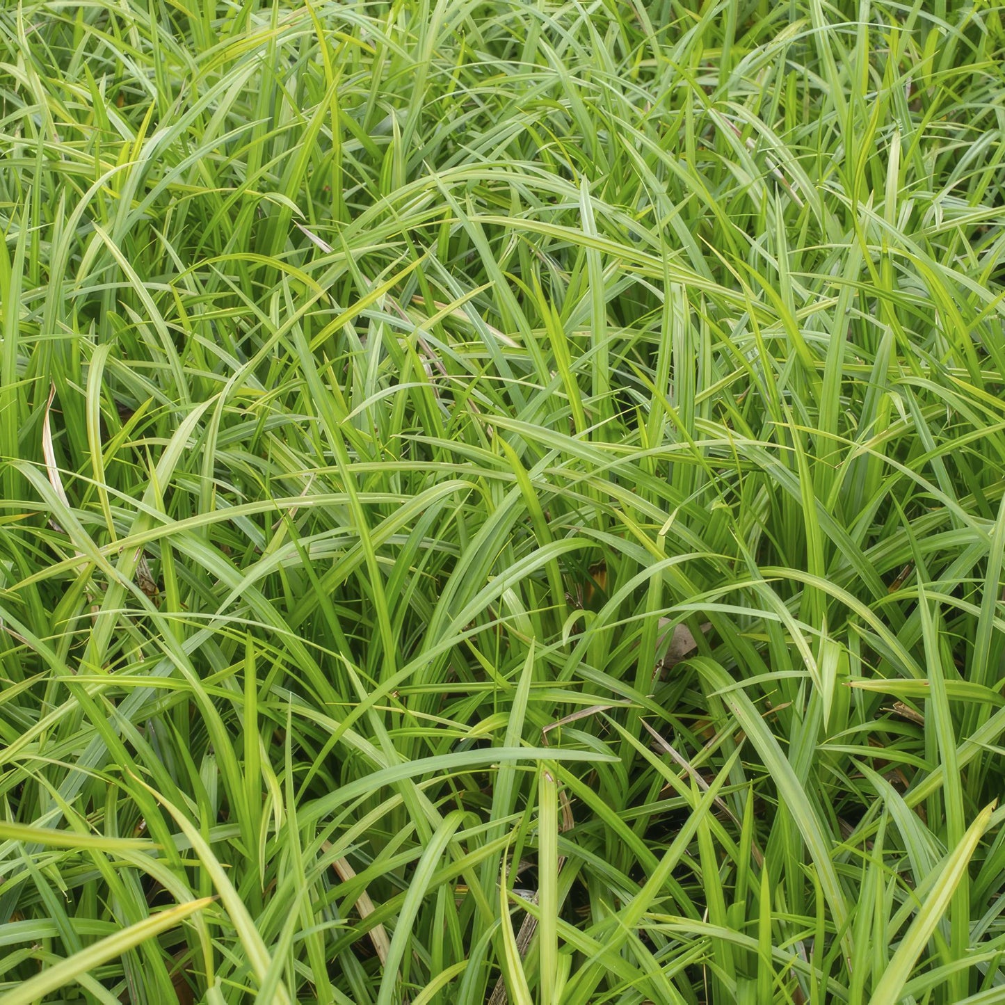 6x Carex morrowii 'Irish Green' - ↕10-25cm - Ø9cm - Pflanzfix24.de - Pflanzfix24.de
