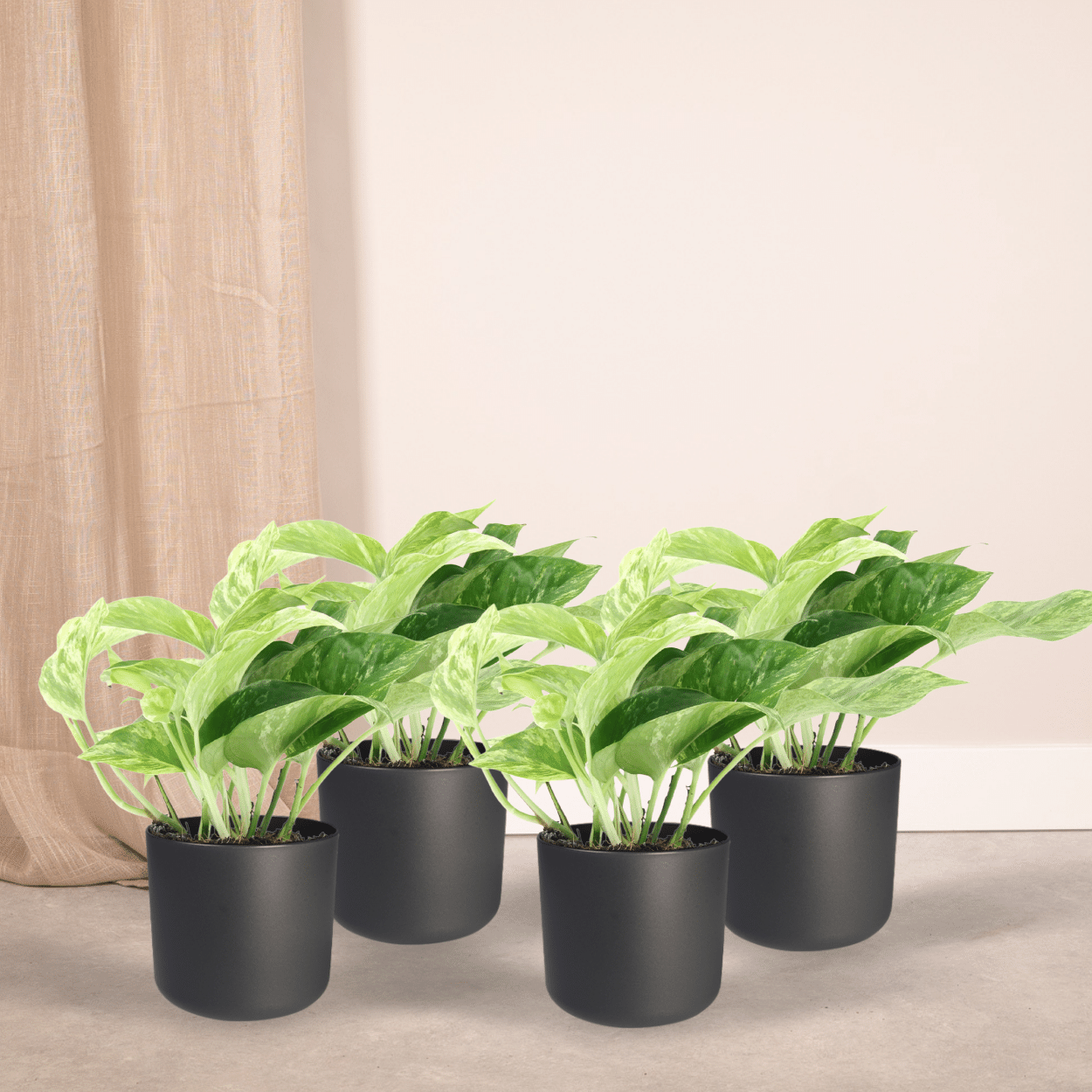 Epipremnum Marble Queen - 4 Stücke - Pflanzfix24.de - Pflanzfix24.de