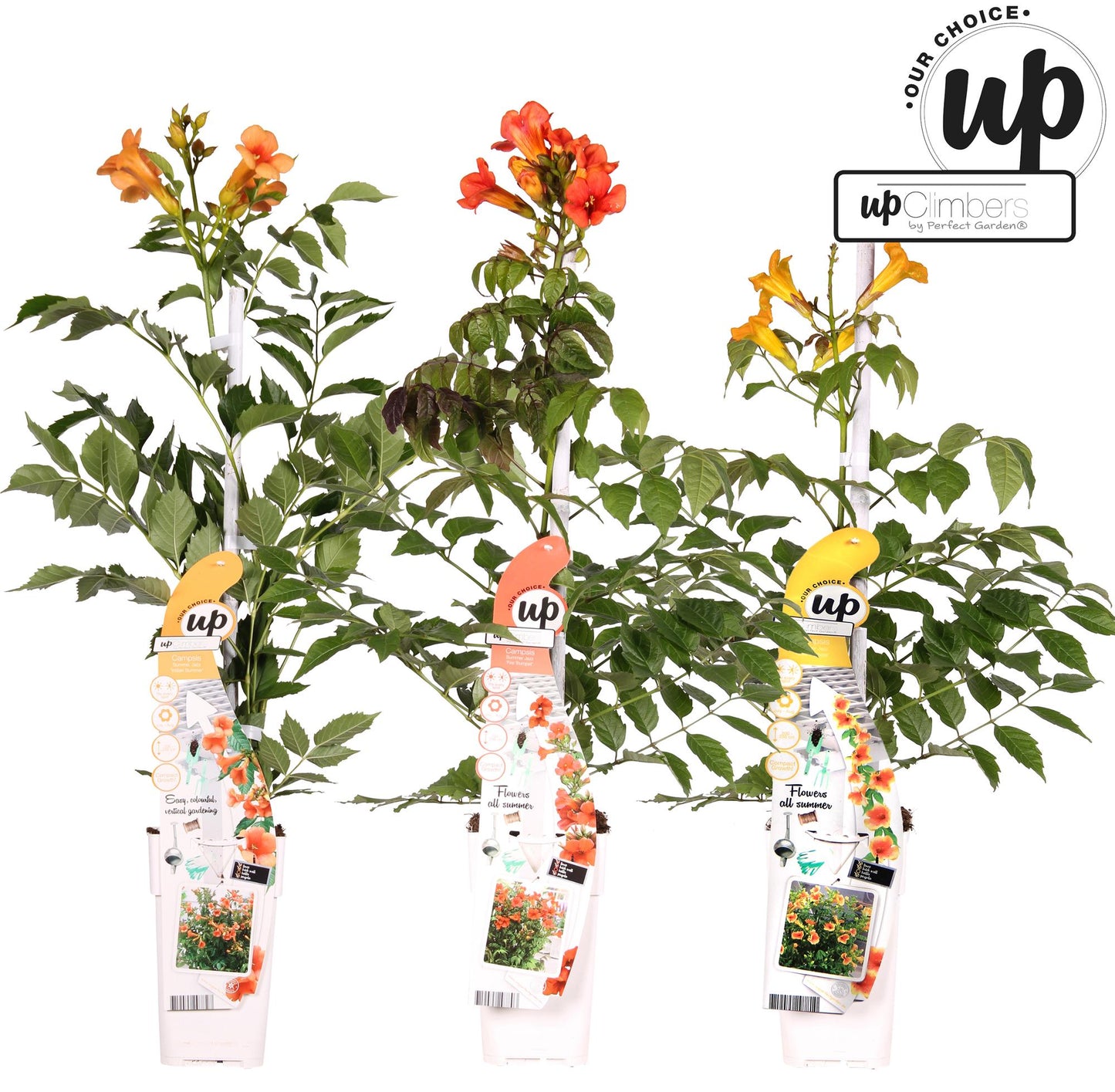 3x Campsis Summer Deal - Campsis Summer Jazz Fire Trumpet - Campsis Summer Jazz Gold Trumpet - Campsis Indian Summer - ↨65cm, Ø15cm - Pflanzfix24