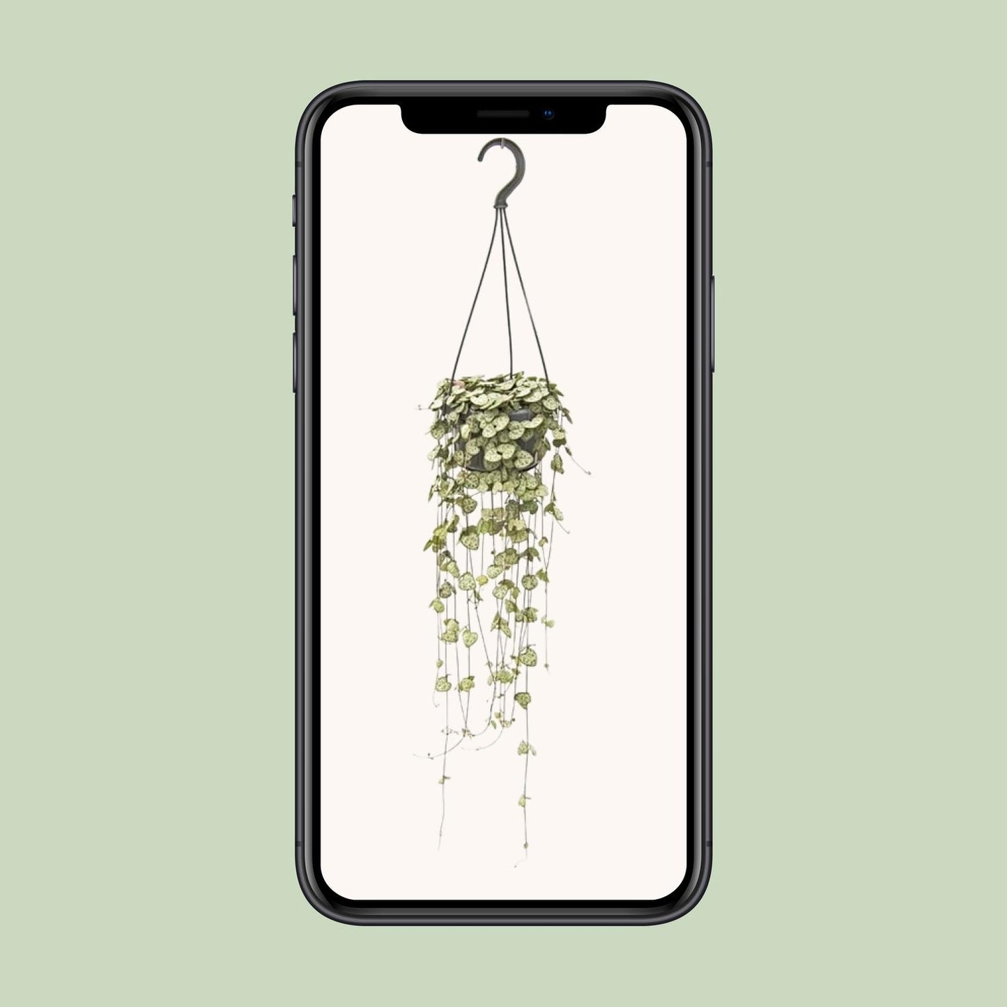 Ceropegia Woodii Hang - Ø14cm - ↕50cm - Pflanzfix24.de - Pflanzfix24.de