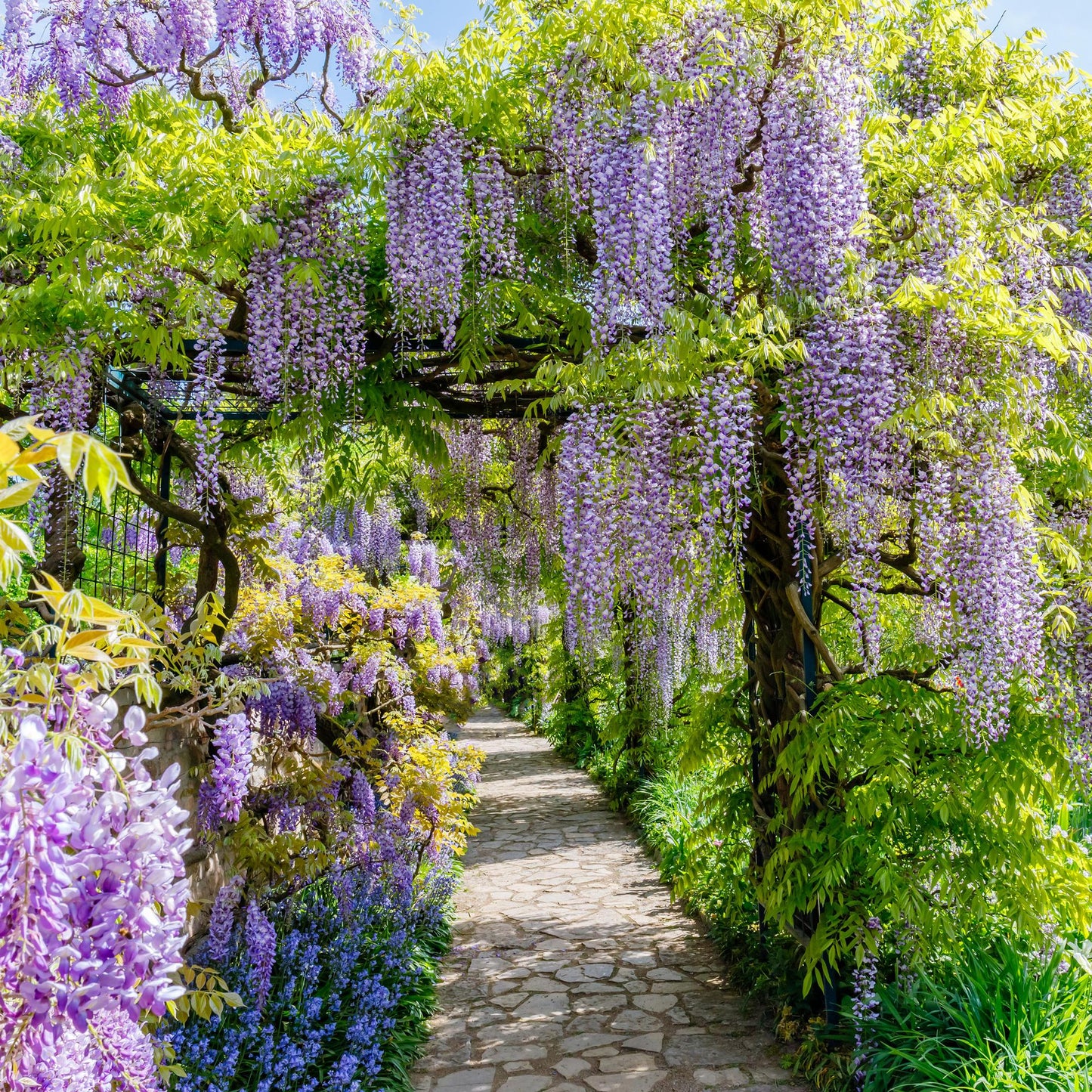 Pflanzfix24.de - Blauregen - Wisteria floribunda Prolific - Blüte Blau - 1 Pflanze - Pflanzfix24.de