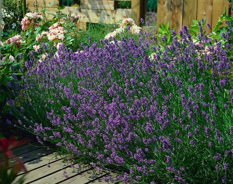12x Lavandula 'Munstead' Ø9cm | Pflegeleichter Lavendel – Pflanzfix24.de - Pflanzfix24.de