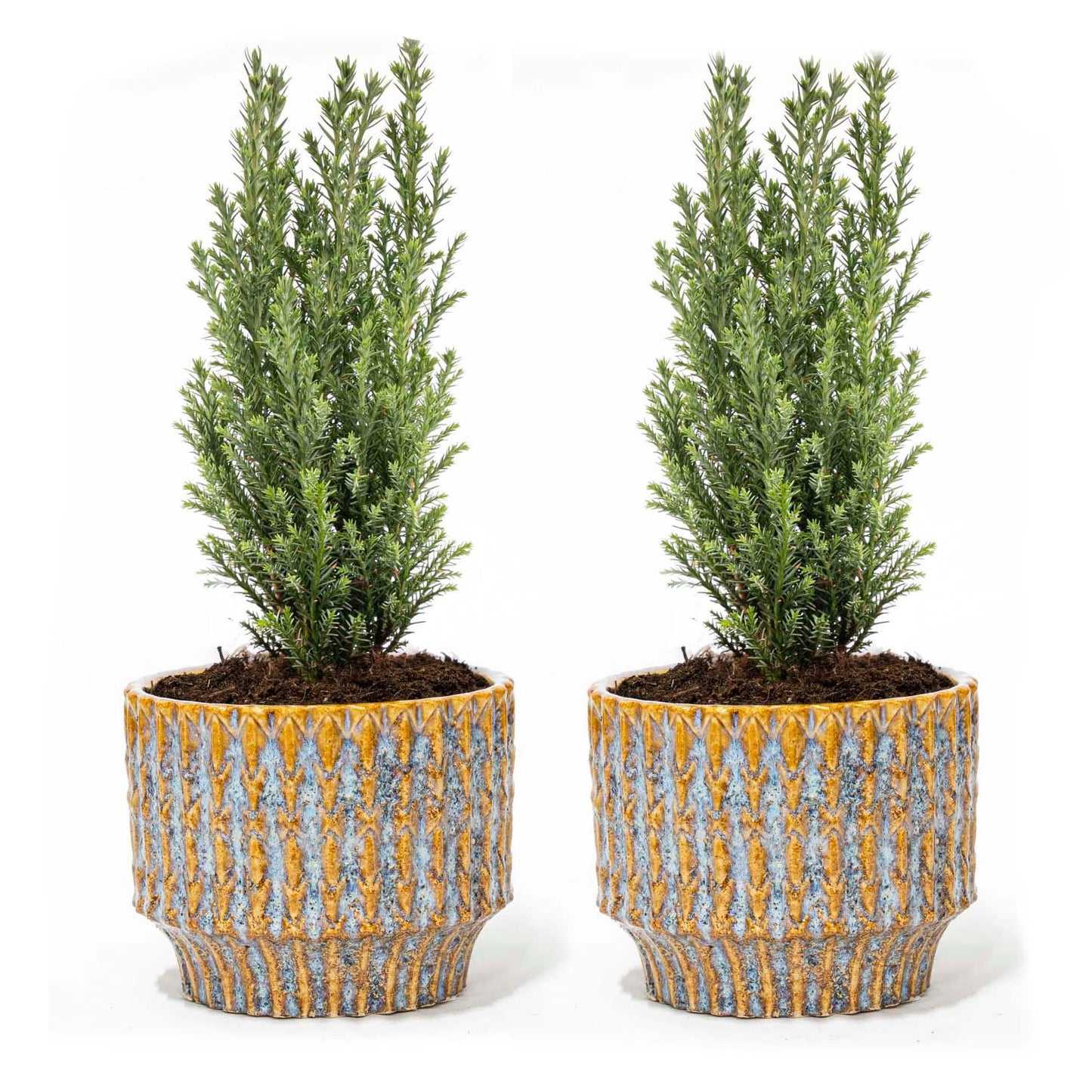 Set van 2 - Kerstboom 'Ellwoodii' + Pot Echo - 30 cm hoog - Pflanzfix24