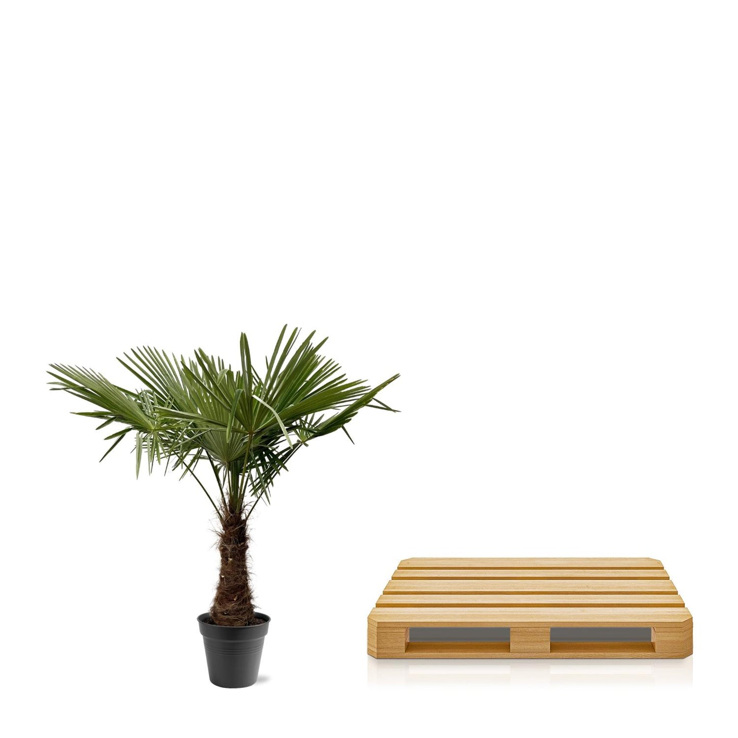Trachycarpus Fortuneii Palme 220-240cm – Robust & Exotisch | Pflanzfix24.de - Pflanzfix24.de