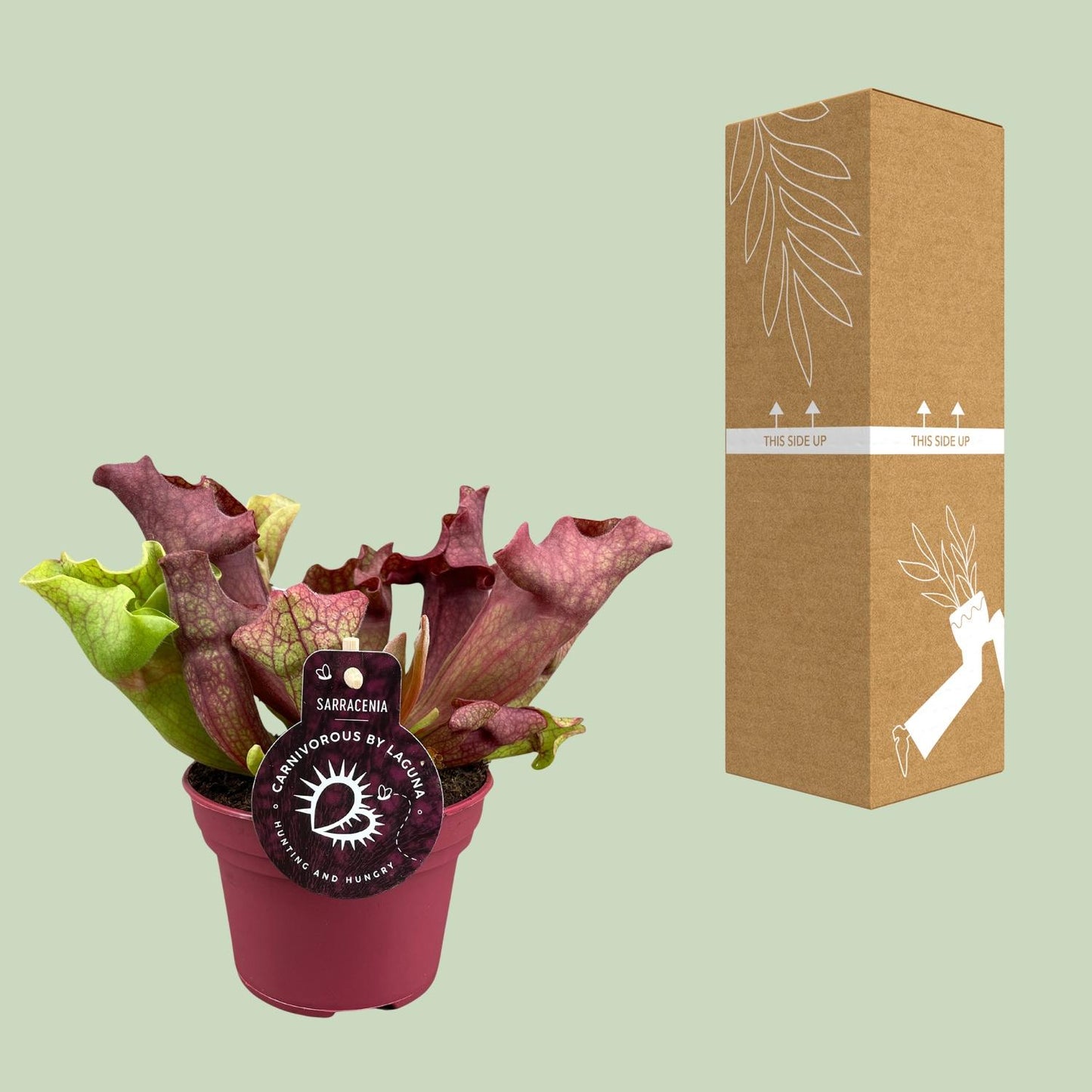 Sarracenia Kannenpflanze Ø12cm – Fleischfresser – Pflanzfix24.de - Pflanzfix24.de