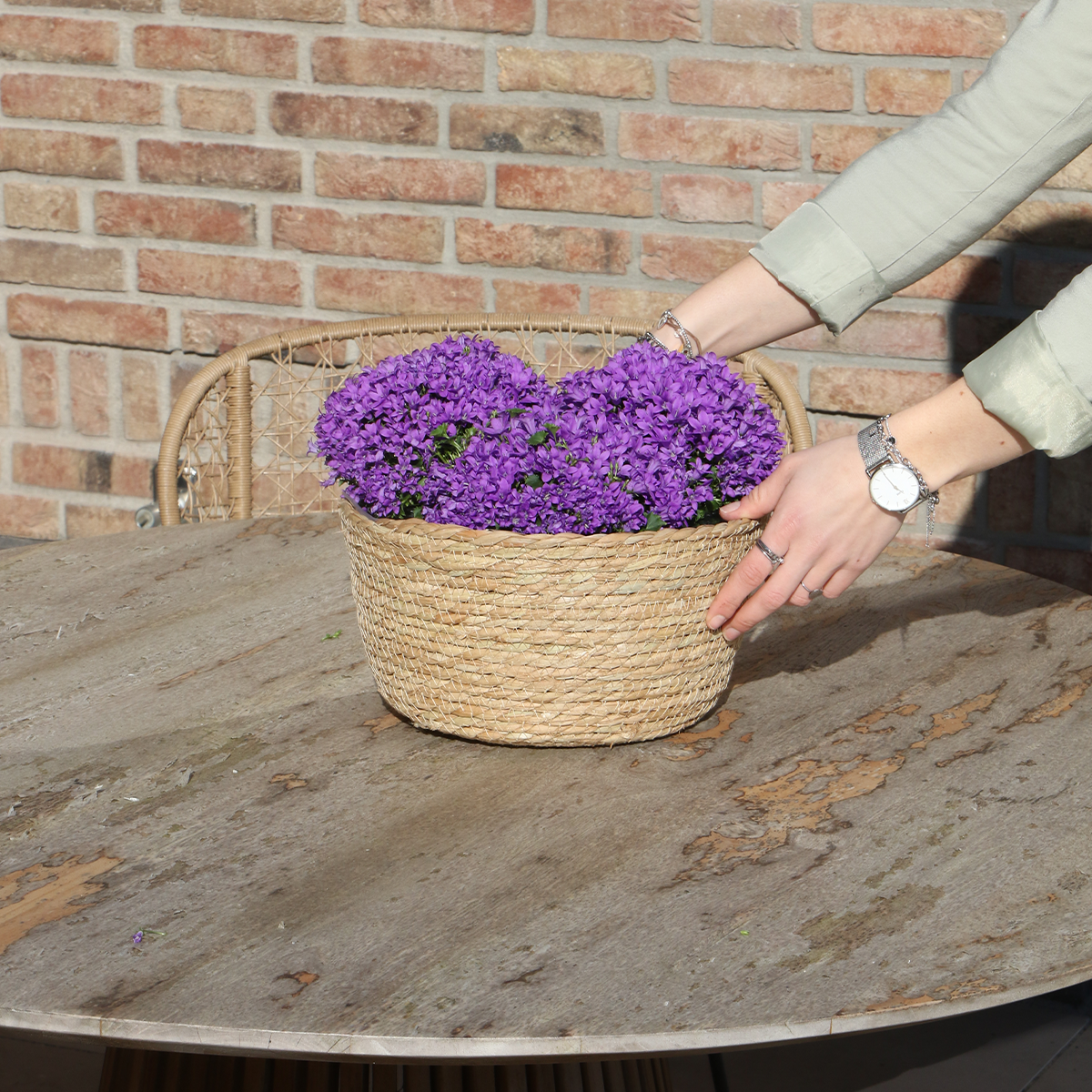 Campanula Addenda Ambella Intense purple - Weidenschale mit Bewässerungssystem - 3 Stück - indoor & outdoor - Pflanzfix24.de - Pflanzfix24.de