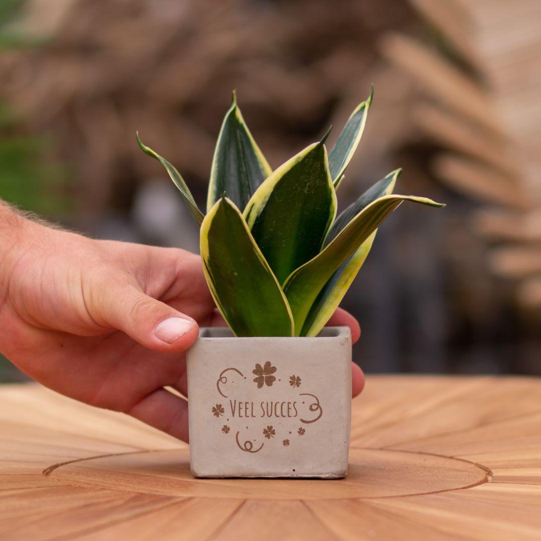 Congreet plantpots + Sansevieria | Veel succes - Pflanzfix24.de - Pflanzfix24.de