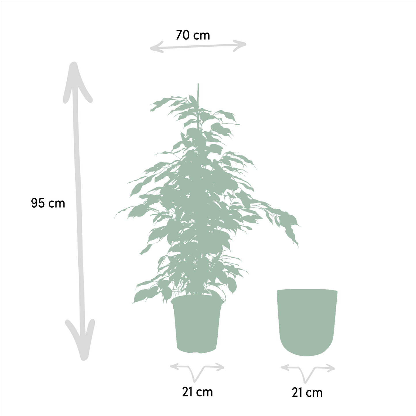 Ficus Benjamina Danielle - Ø21cm - ↕95cm + Topf Mayk Lead - Pflanzfix24.de - Pflanzfix24.de