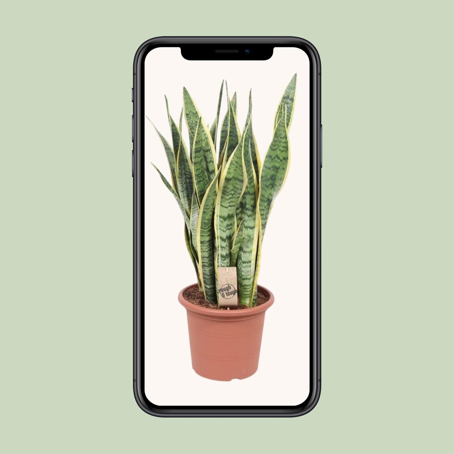 Sansevieria Trifasciata Laurentii - Ø25cm - ↕85cm - Pflanzfix24